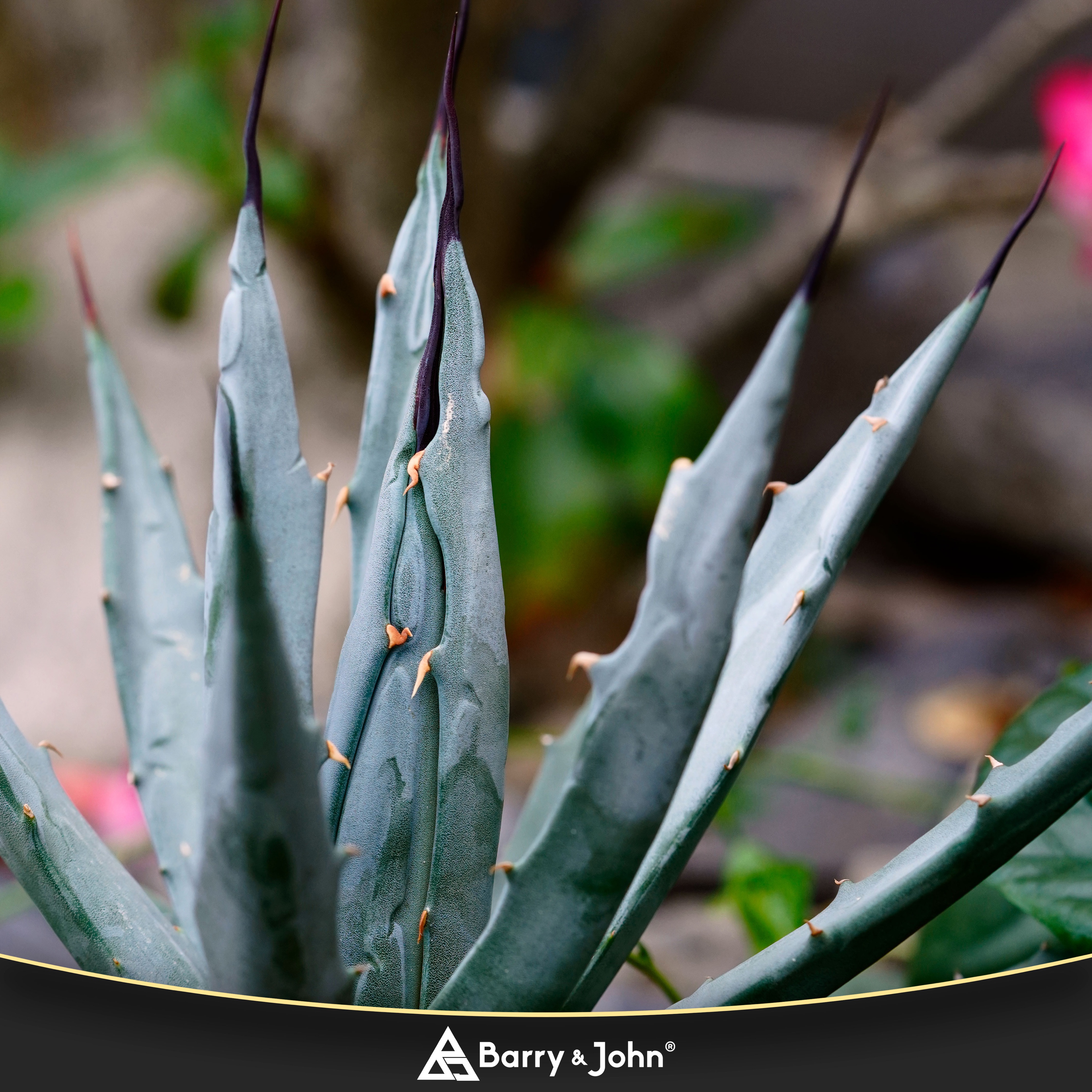 ｜妖炎｜象牙妖炎｜內華達妖炎｜