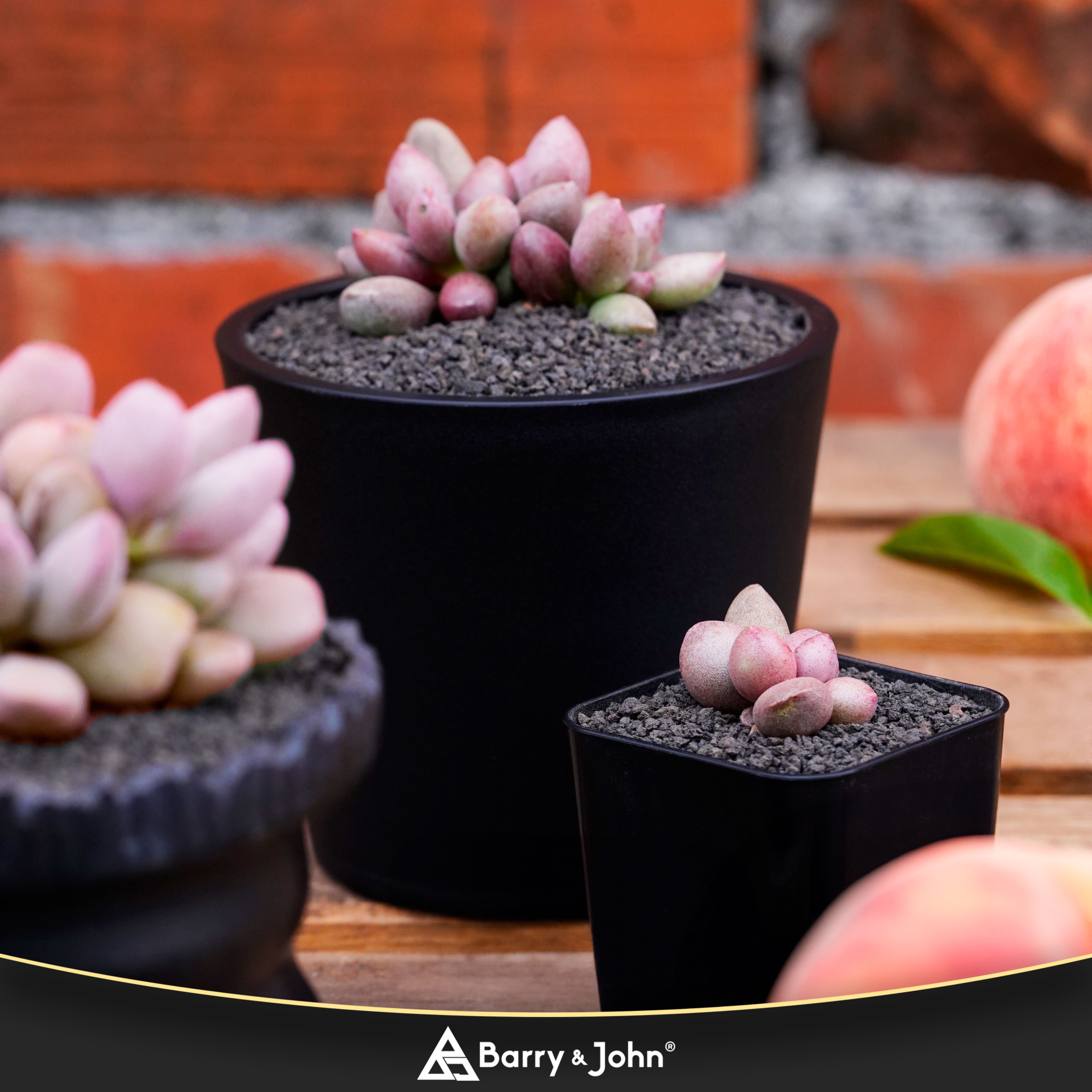 ｜仙桃｜天章｜Adromischus kubusensis Hybrid｜