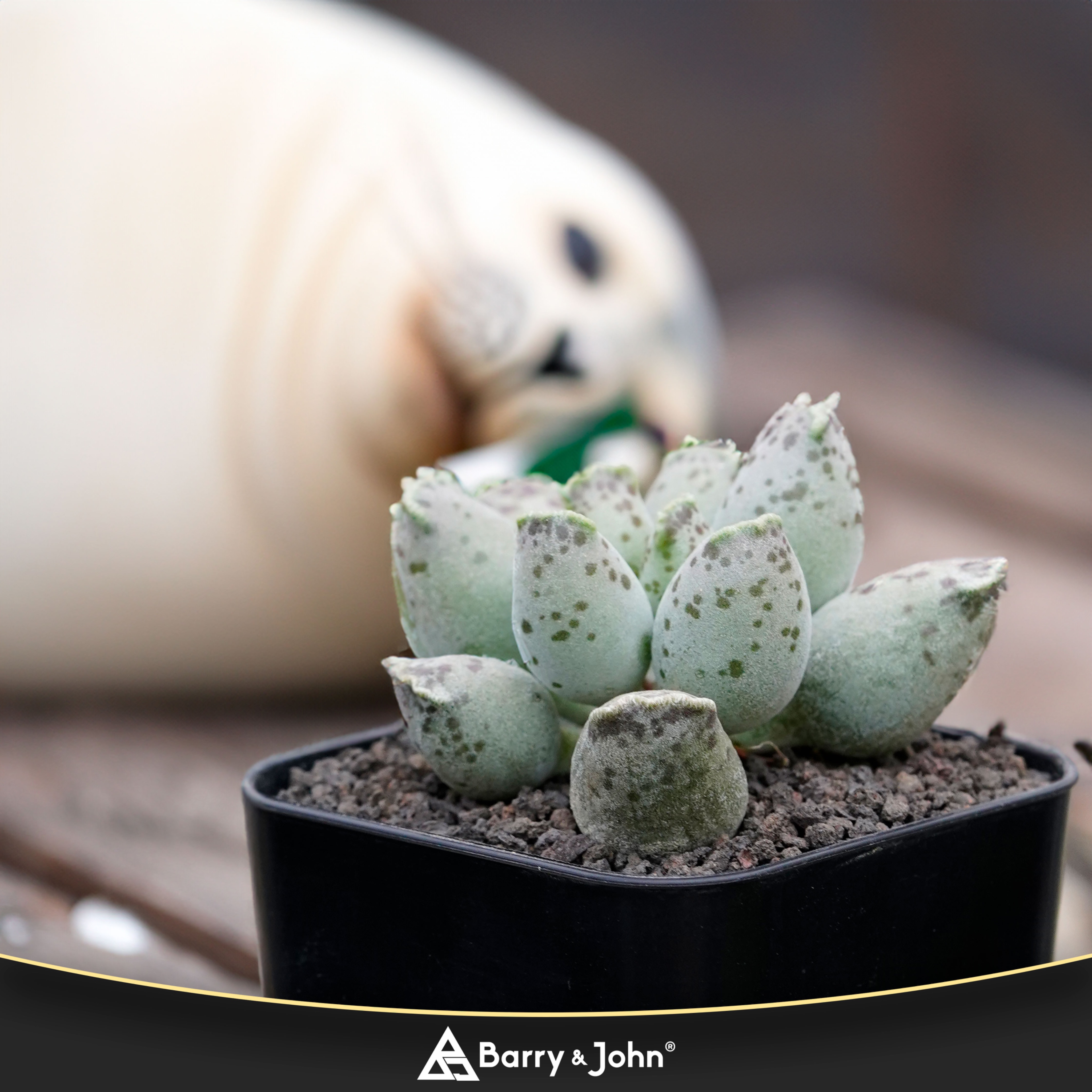 ｜白肌海豹｜天章｜Adromischus cooperi｜