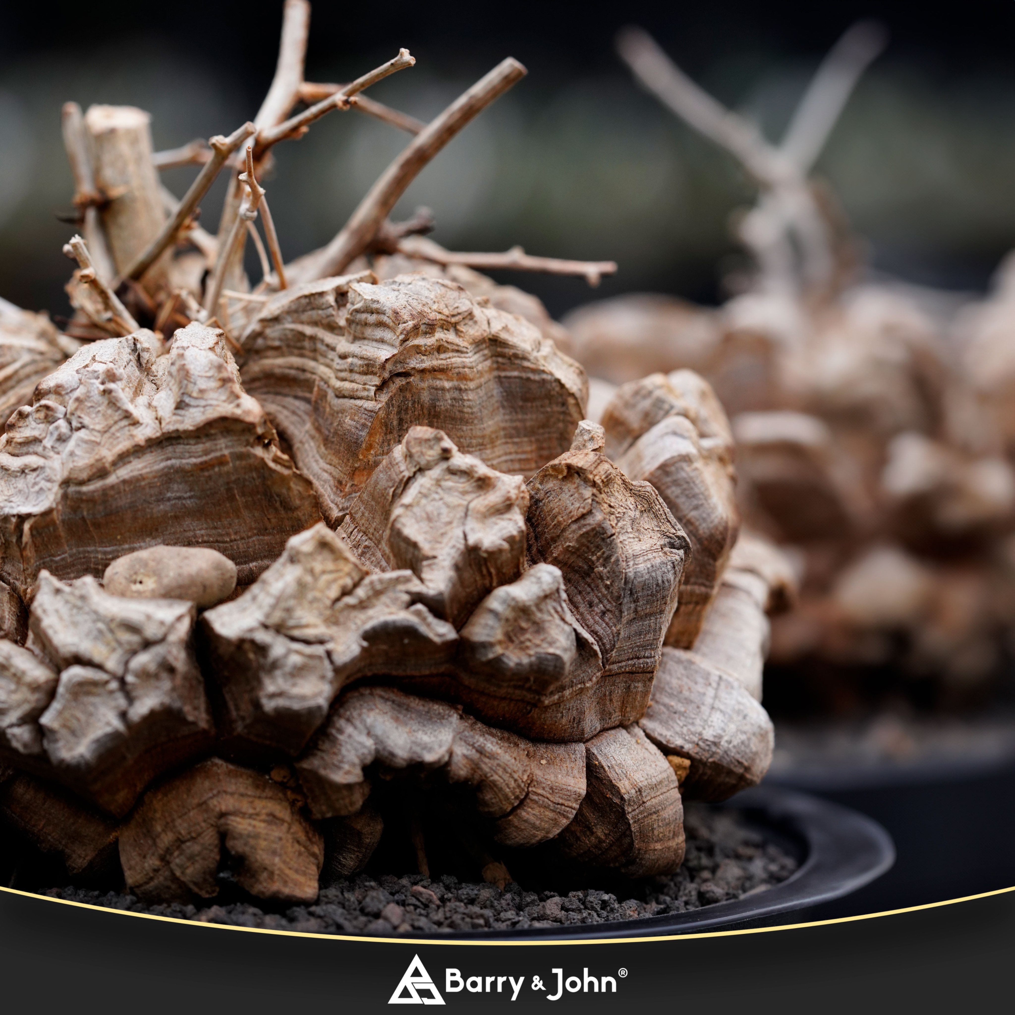 ｜南非龜甲龍｜塊根｜Dioscorea elephantipes｜