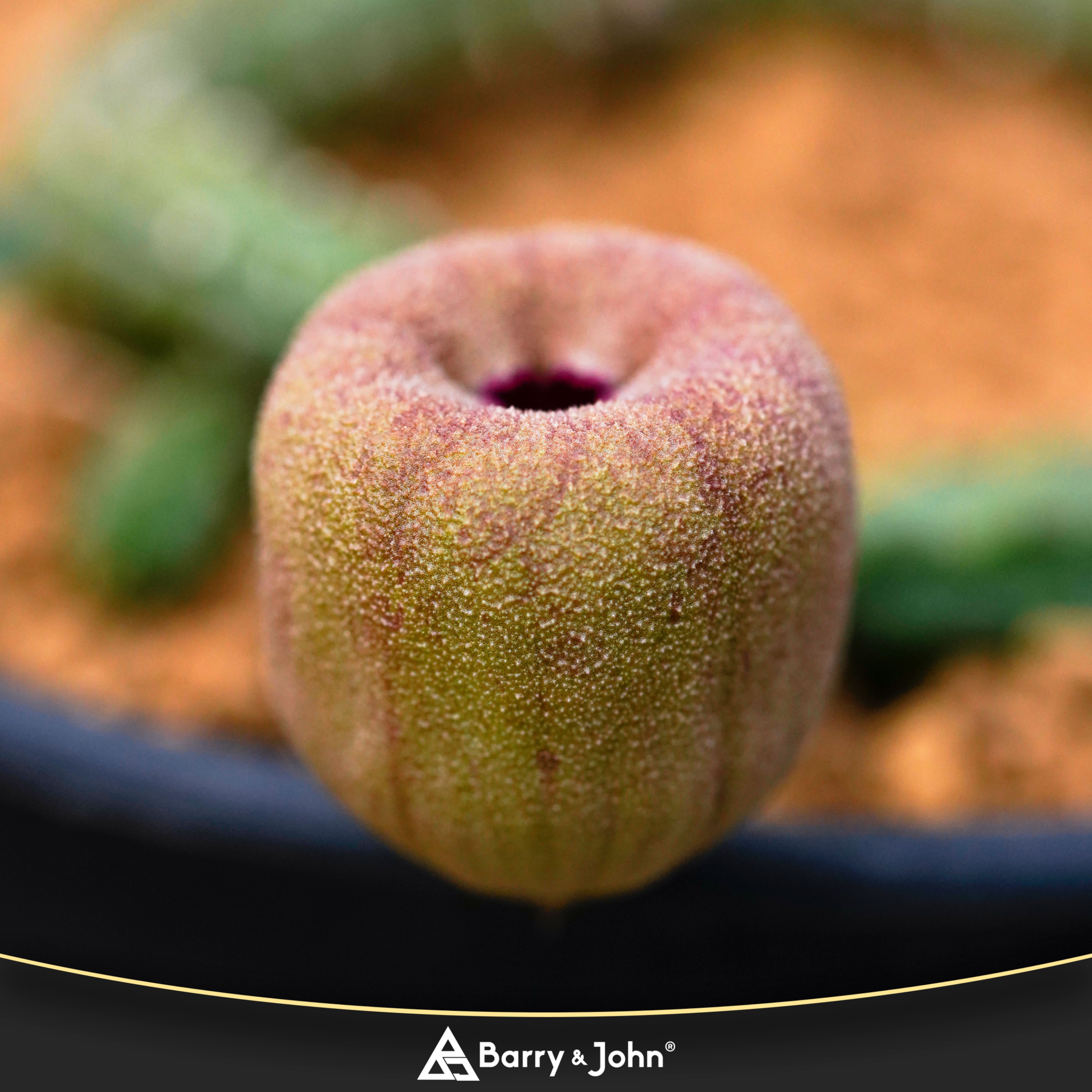 ｜ 蘋果蘿藦｜Echidnopsis malum｜