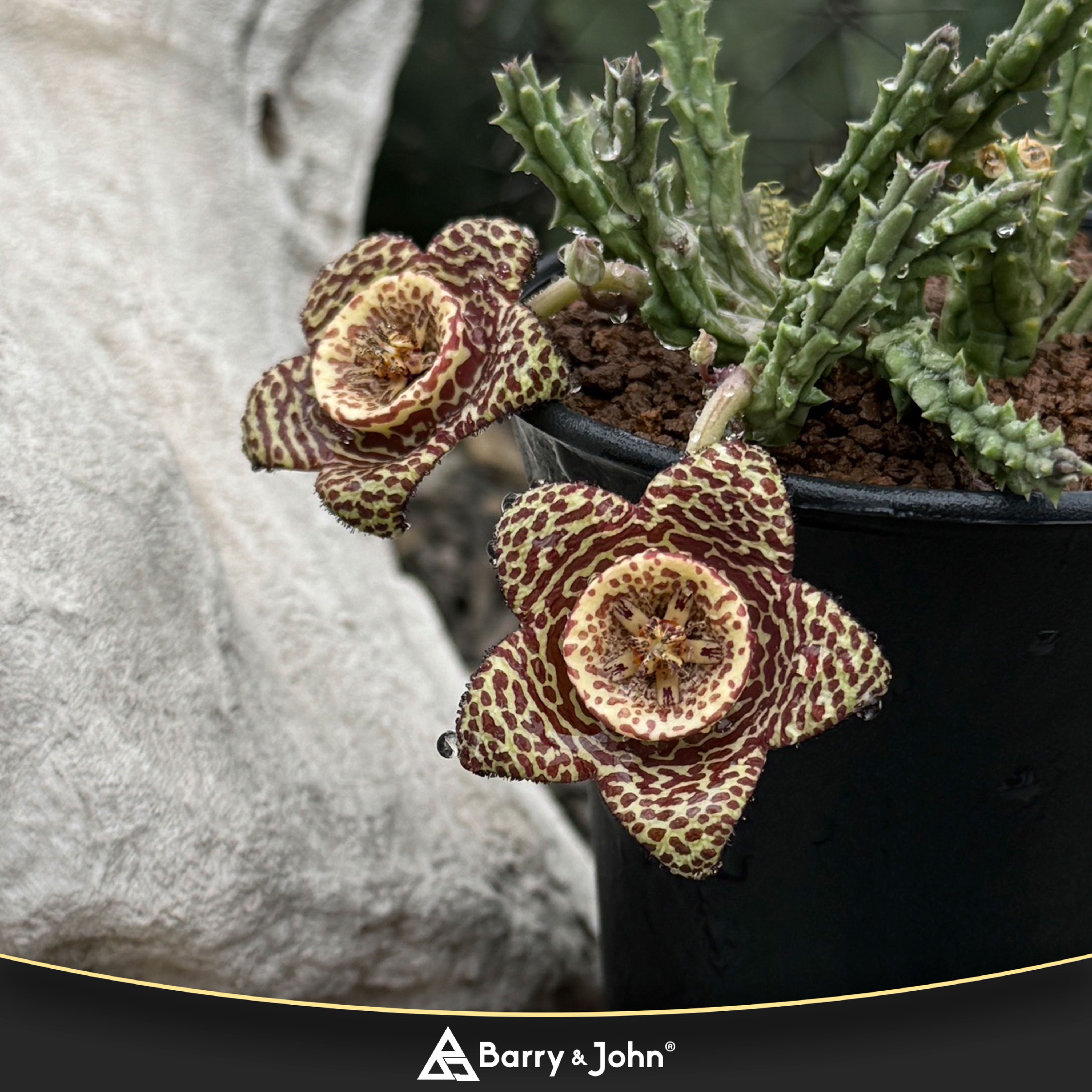 ｜姬牛角蘿藦|｜Orbea variegata｜