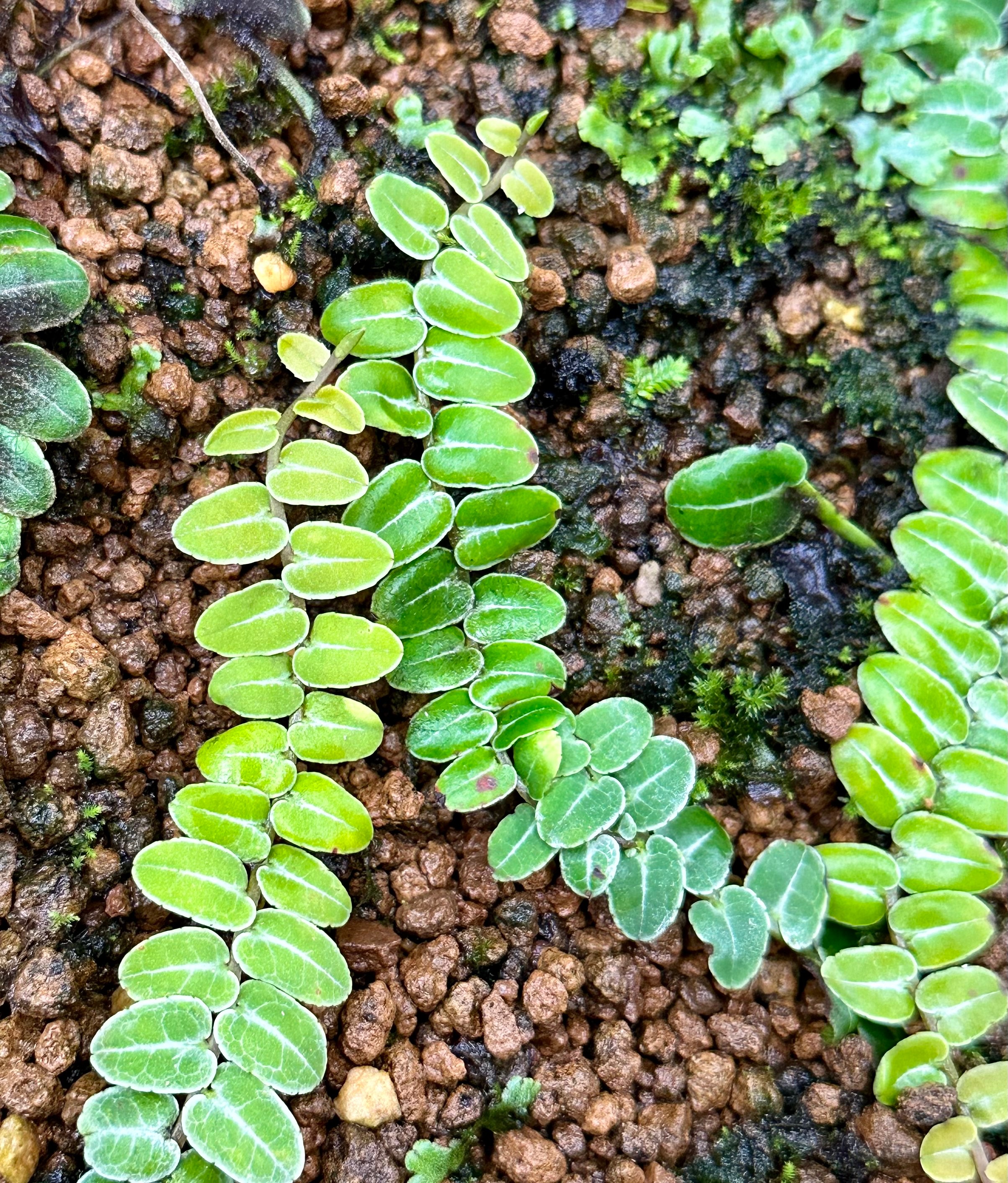 Moss.Farm微植 小葉蜜囊花 Marcgravia umbellata 現切莖段 生態缸攀爬植物