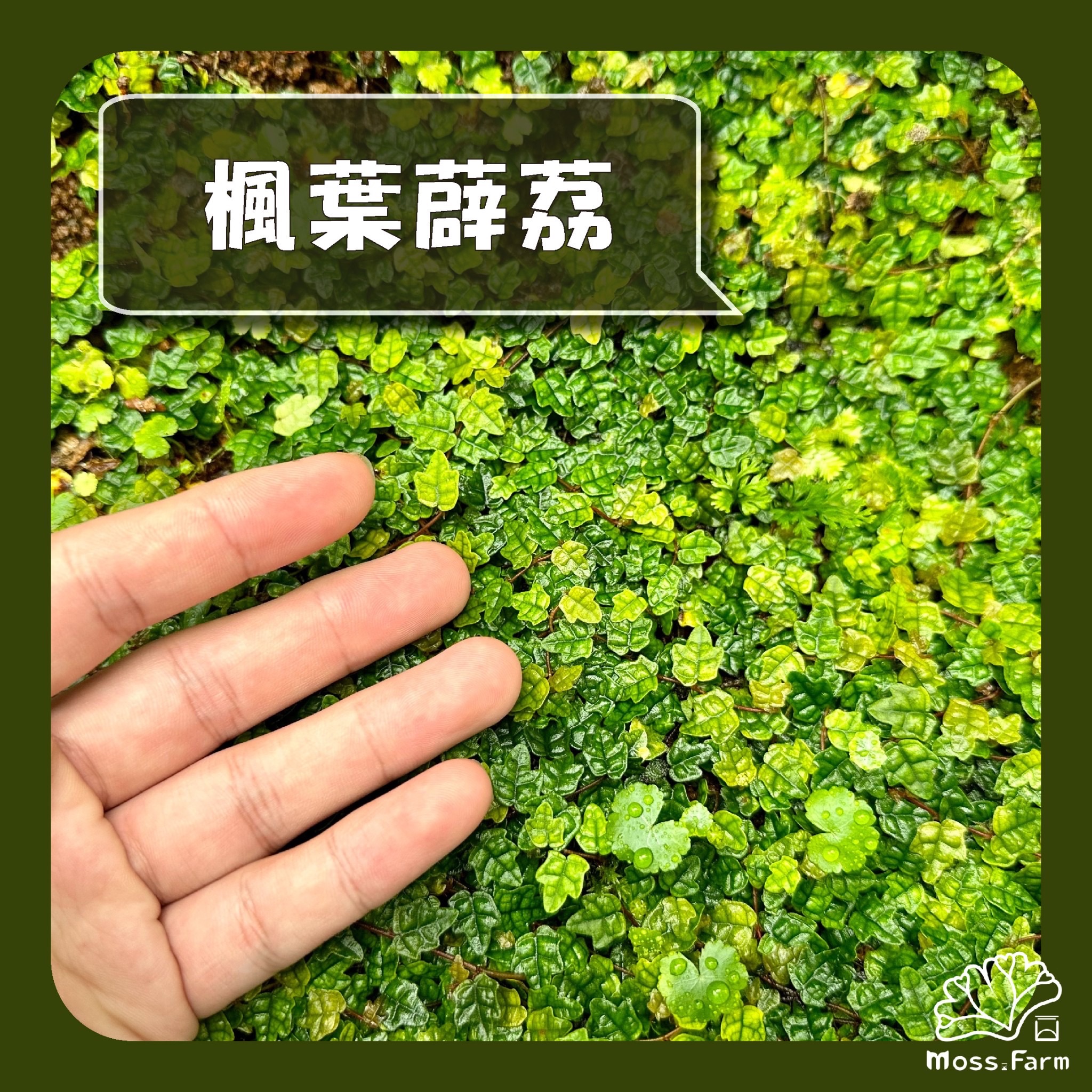 Moss.Farm微植  楓葉薜荔 Ficus sarmentosa var. thunbergii 現切枝條