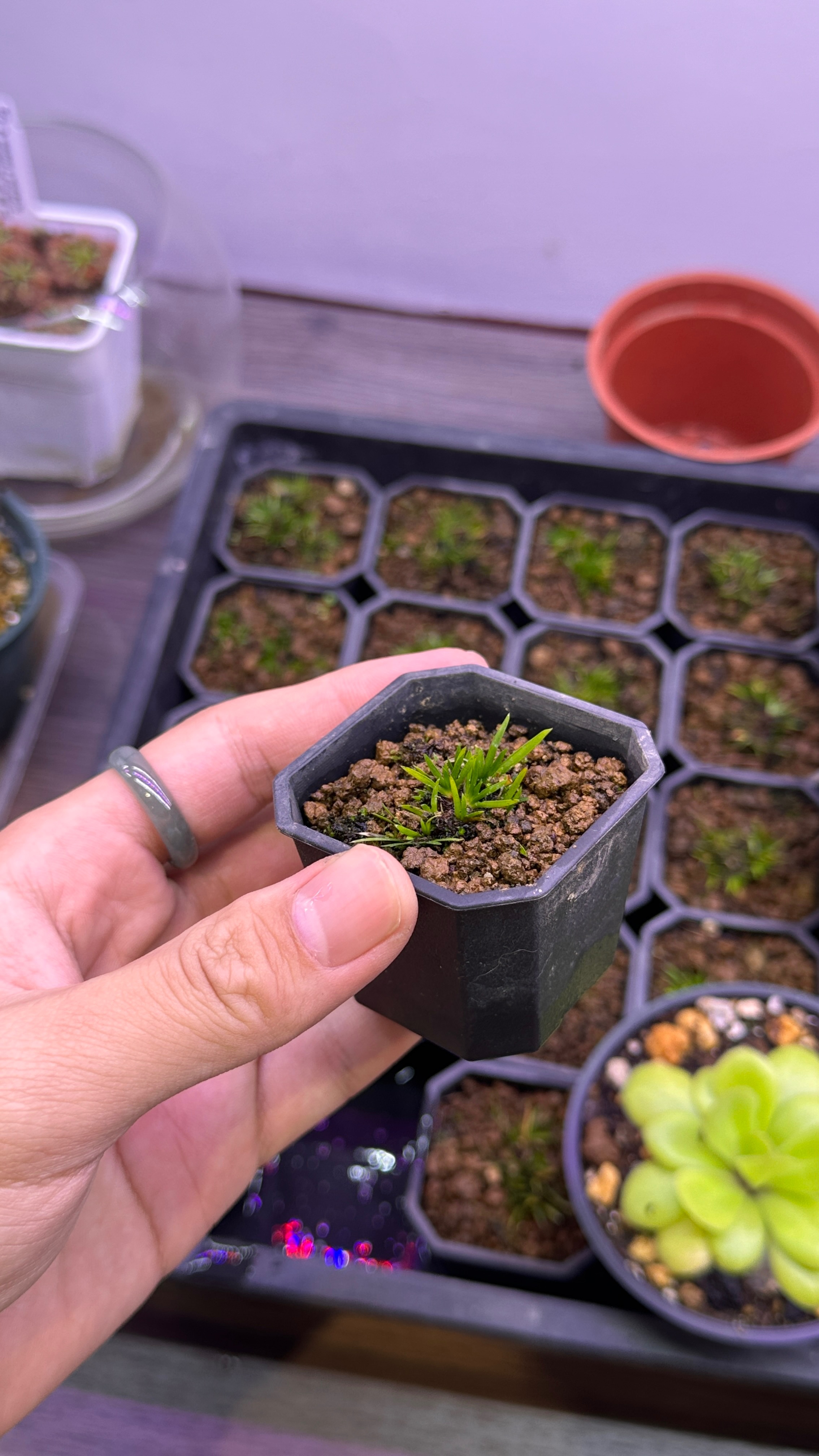 貴船苔菖蒲