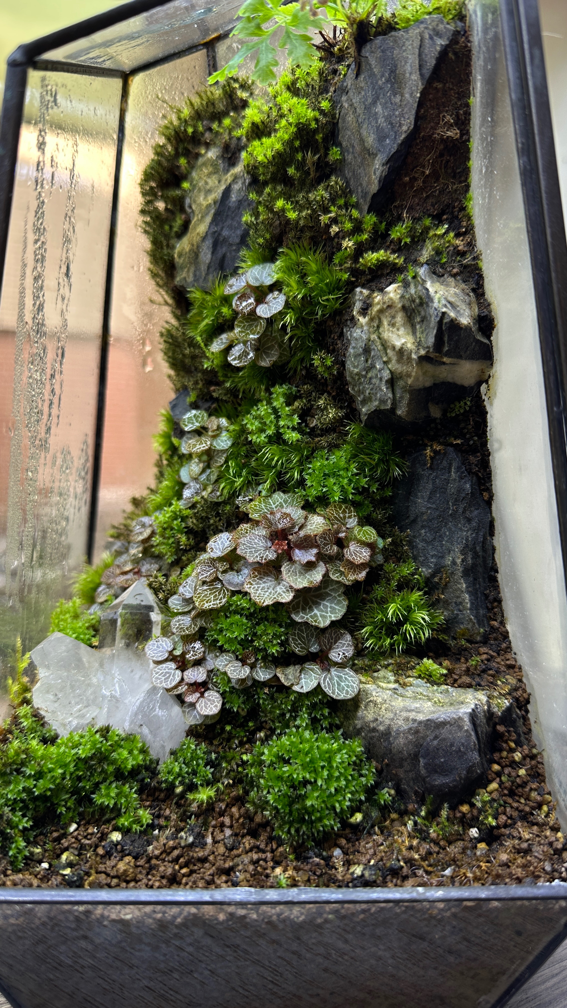 日本姬虎耳草