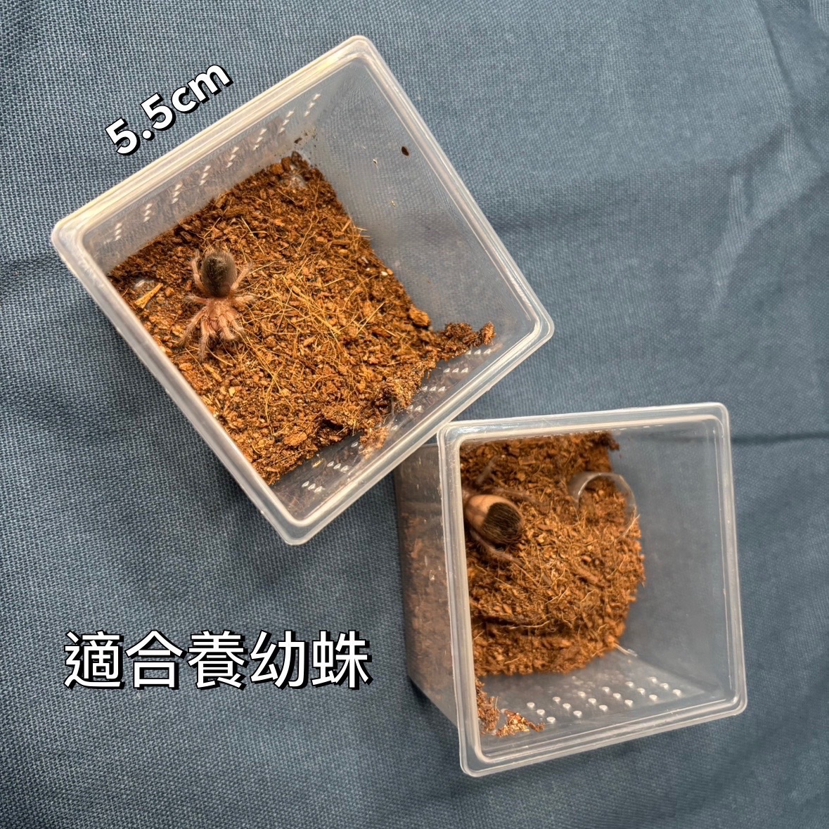 小的蜘蛛 蠍子 昆蟲飼養盒