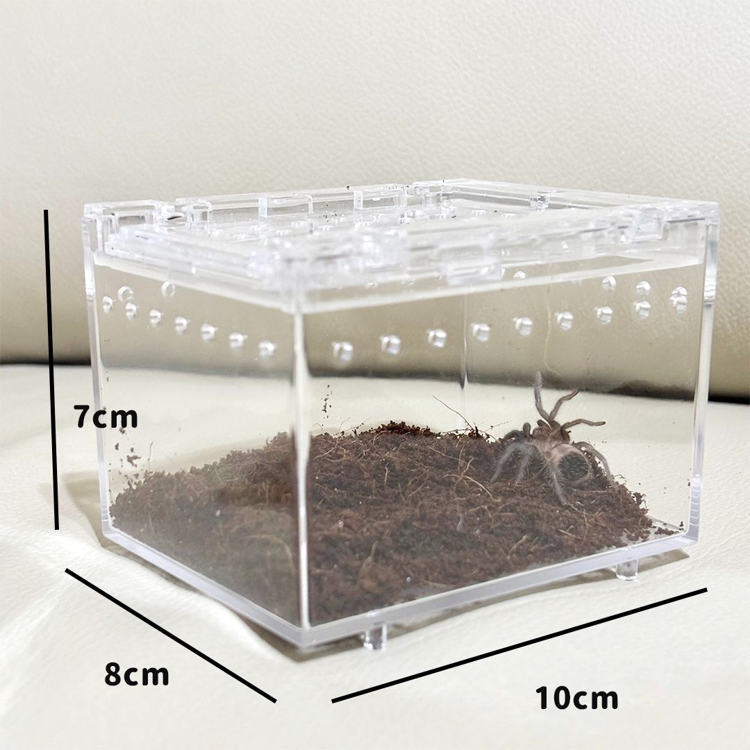 蜘蛛的家—小壓克力滑蓋盒
