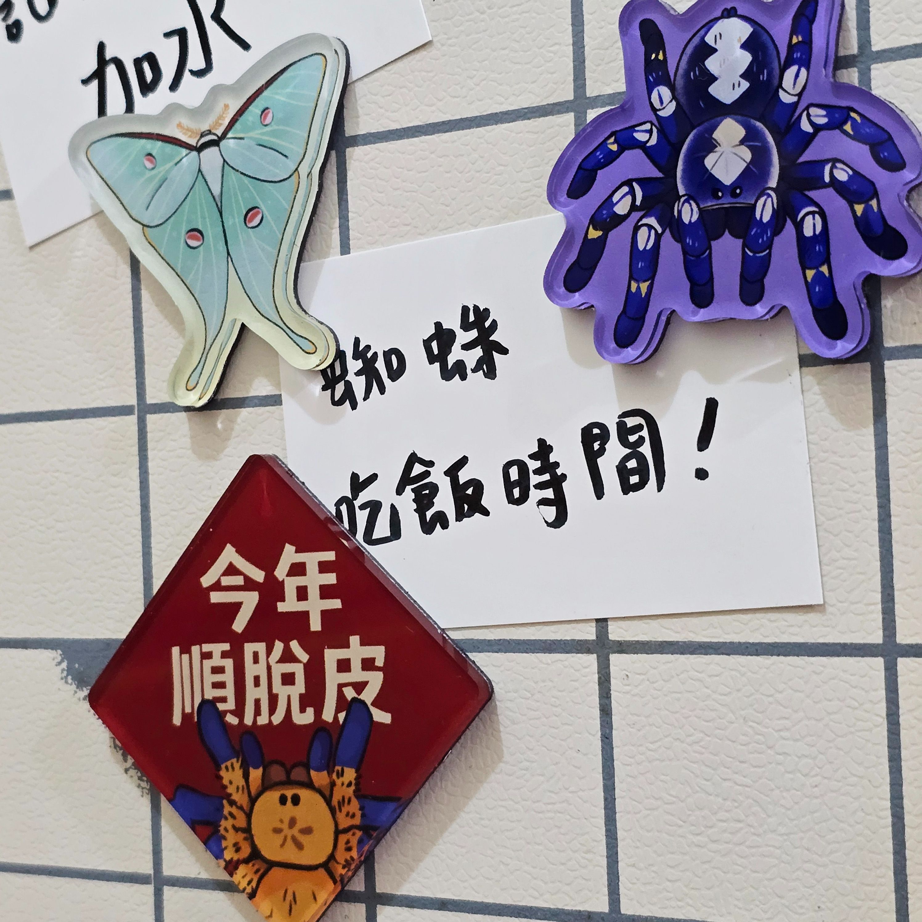 蜘蛛冰箱貼✨姬長尾水青蛾、祝福脫皮順利、藍寶石華麗雨林