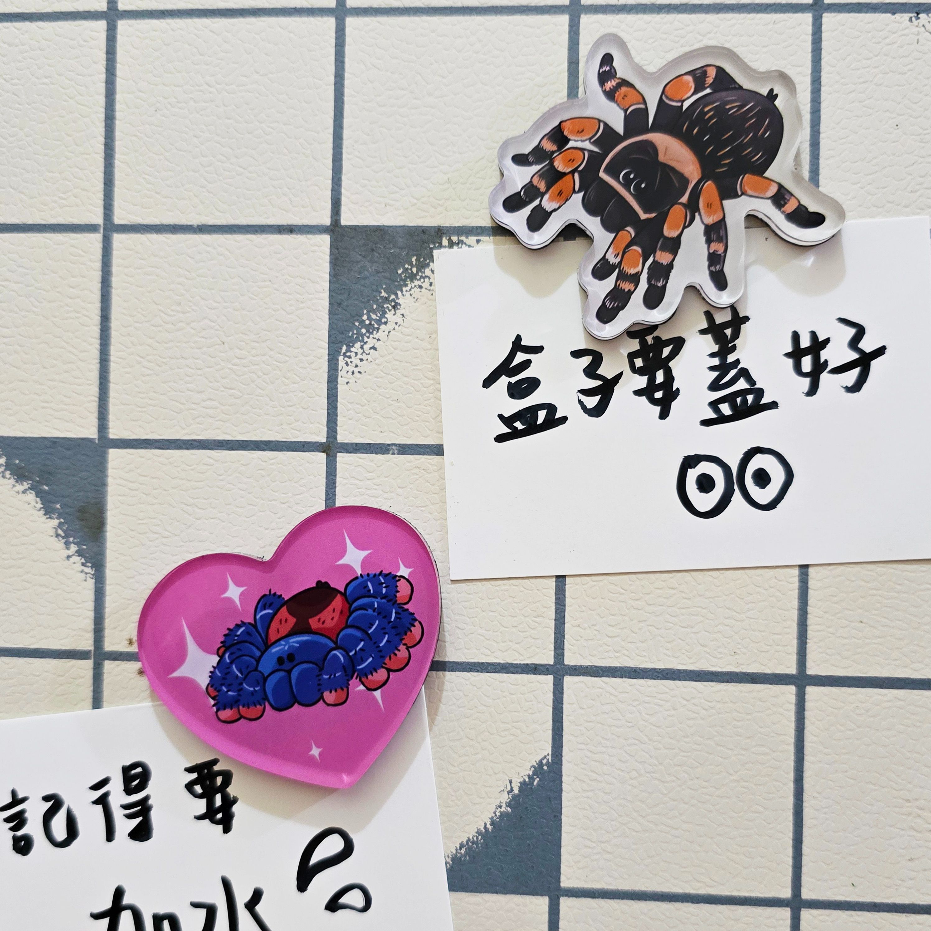 蜘蛛冰箱貼✨墨西哥紅膝頭、愛心粉趾