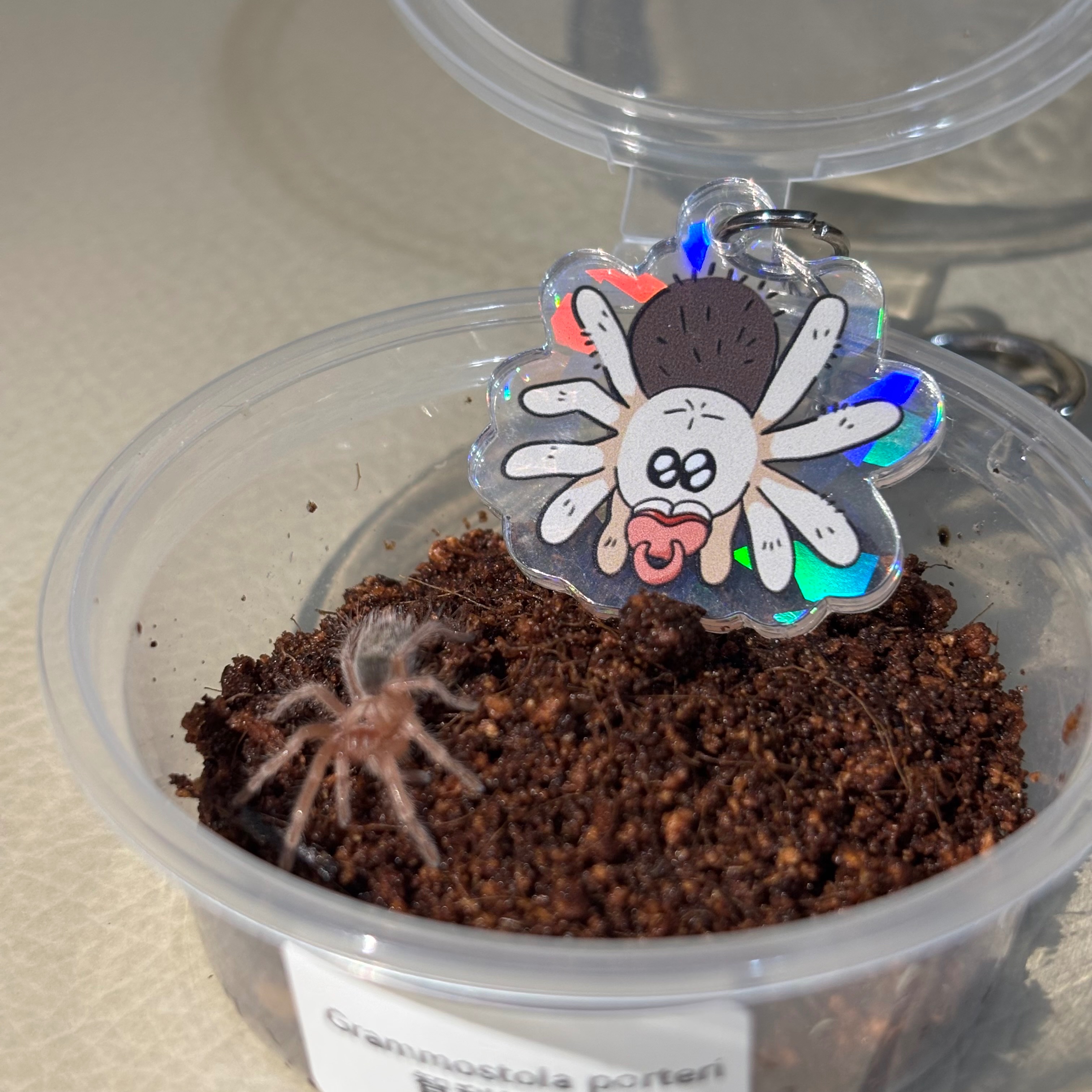 蜘蛛寶寶吊飾❤️快帶人家回家🥺