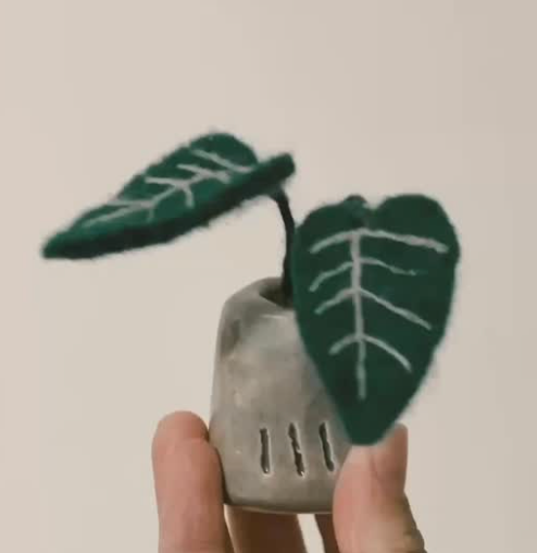 哈哈植物園（都需要IG討論想要的盆盆喔！）