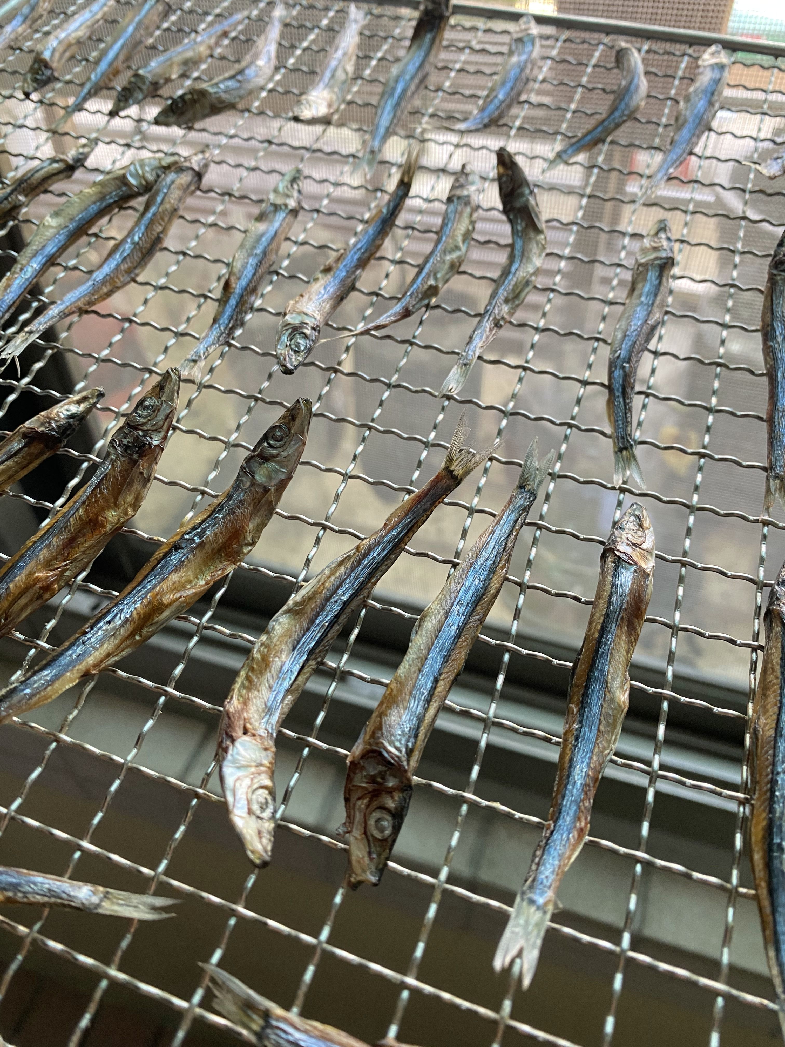 丁香魚
