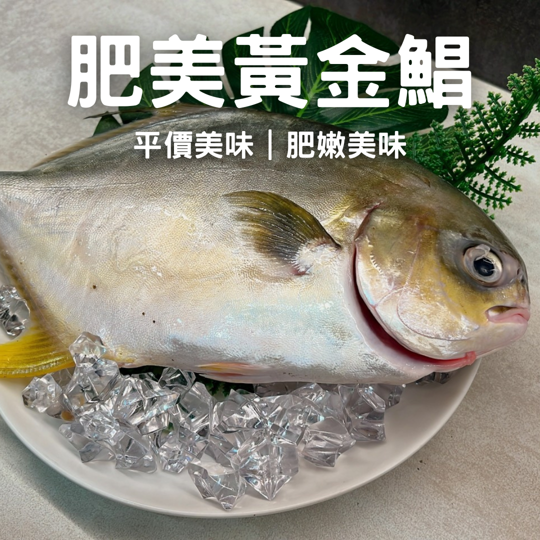 【新品上陣】黃金鯧