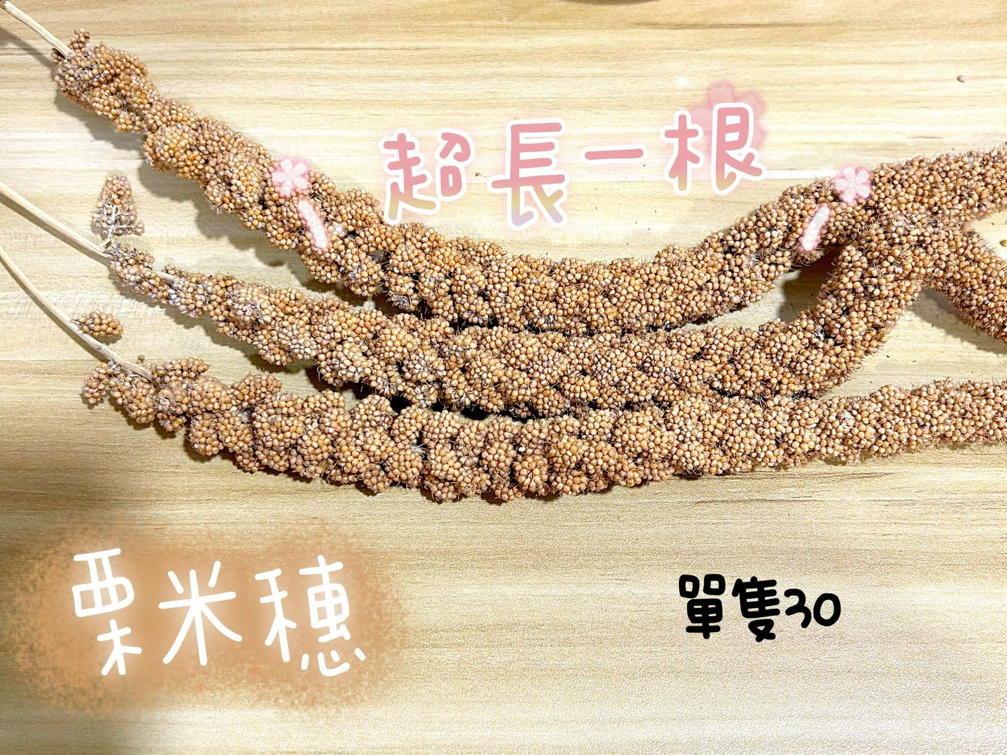 養生系列｜苦瓜｜枸杞｜紅棗