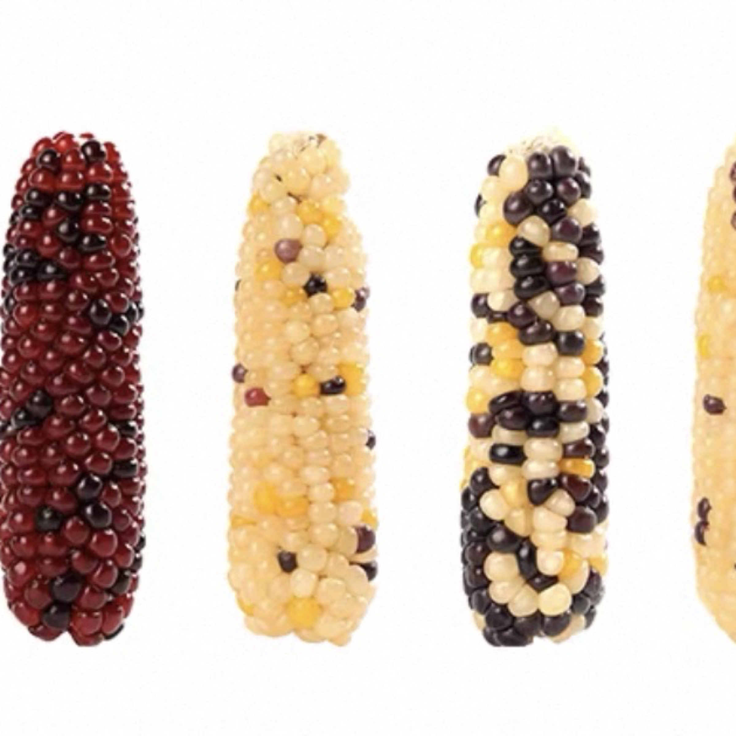 磨牙小玉米6-10公分