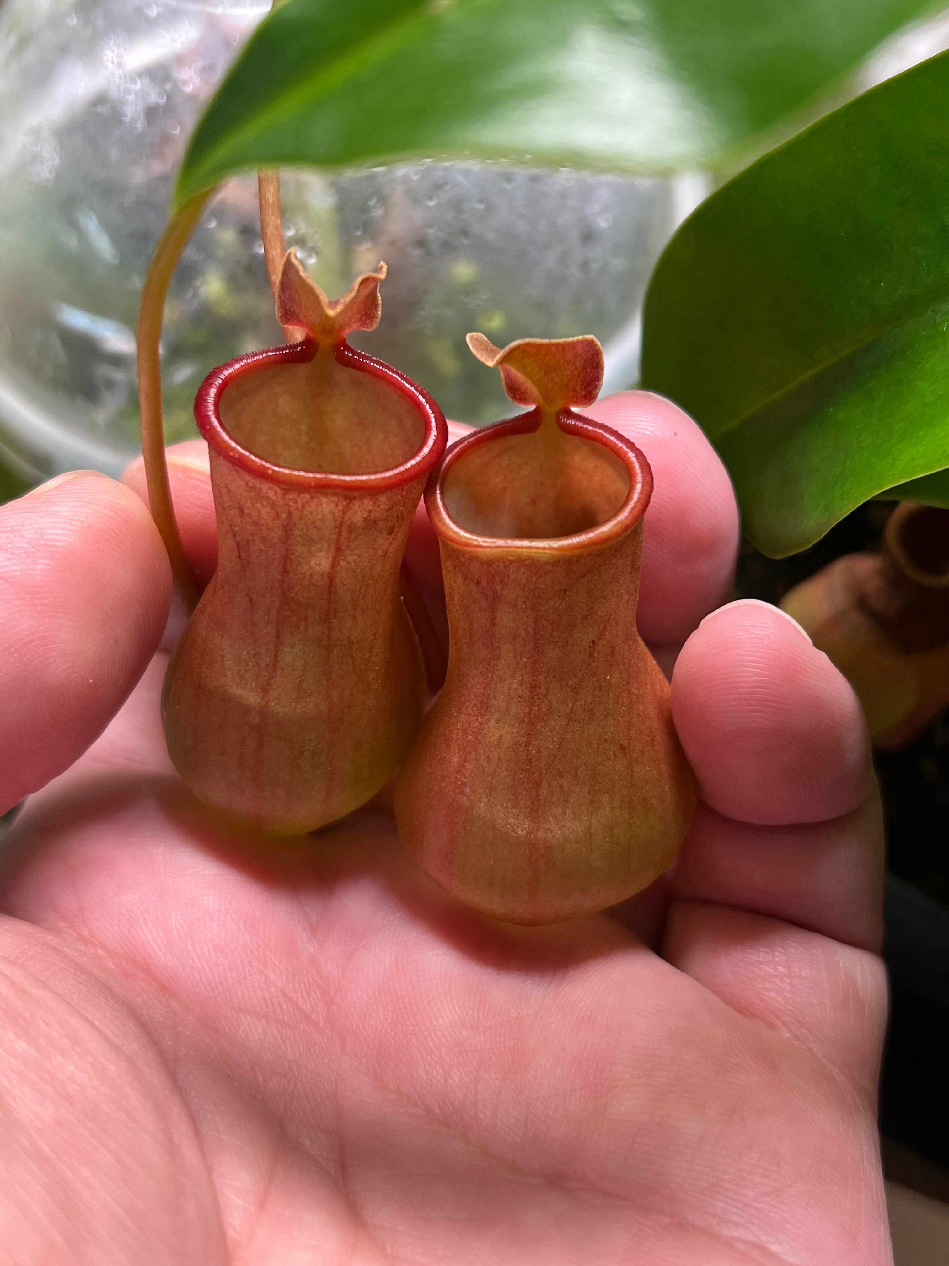 XD蝕驗室 小可愛豬籠草 小土豆豬籠草 食蟲植物