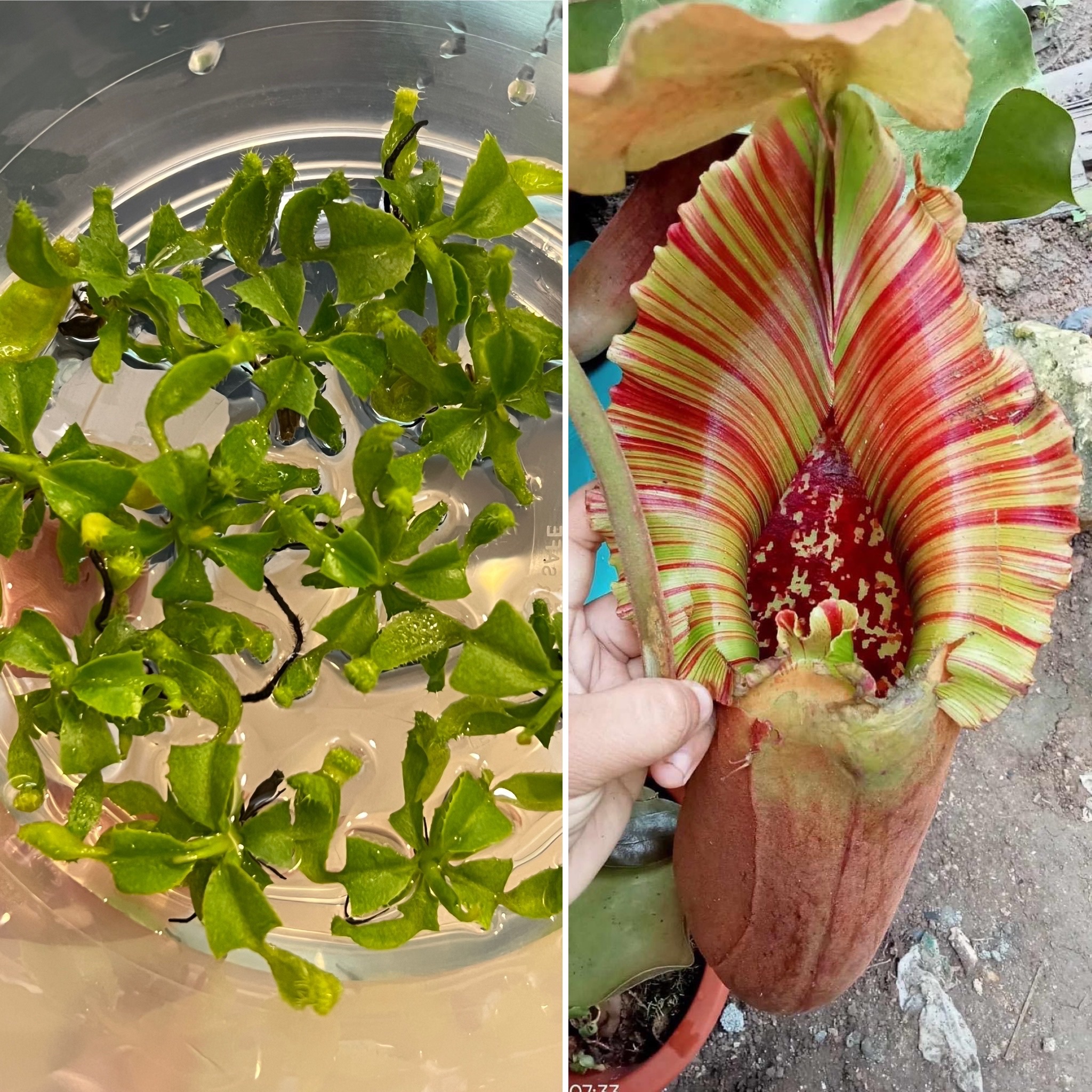 紅寶特瓶豬籠草實生