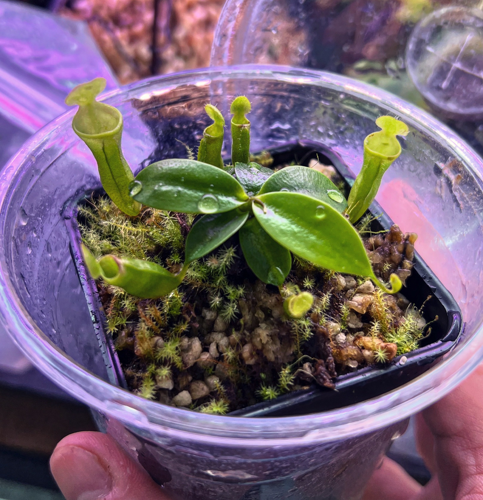 XD蝕驗室 小型風鈴豬籠草 N. campanulata