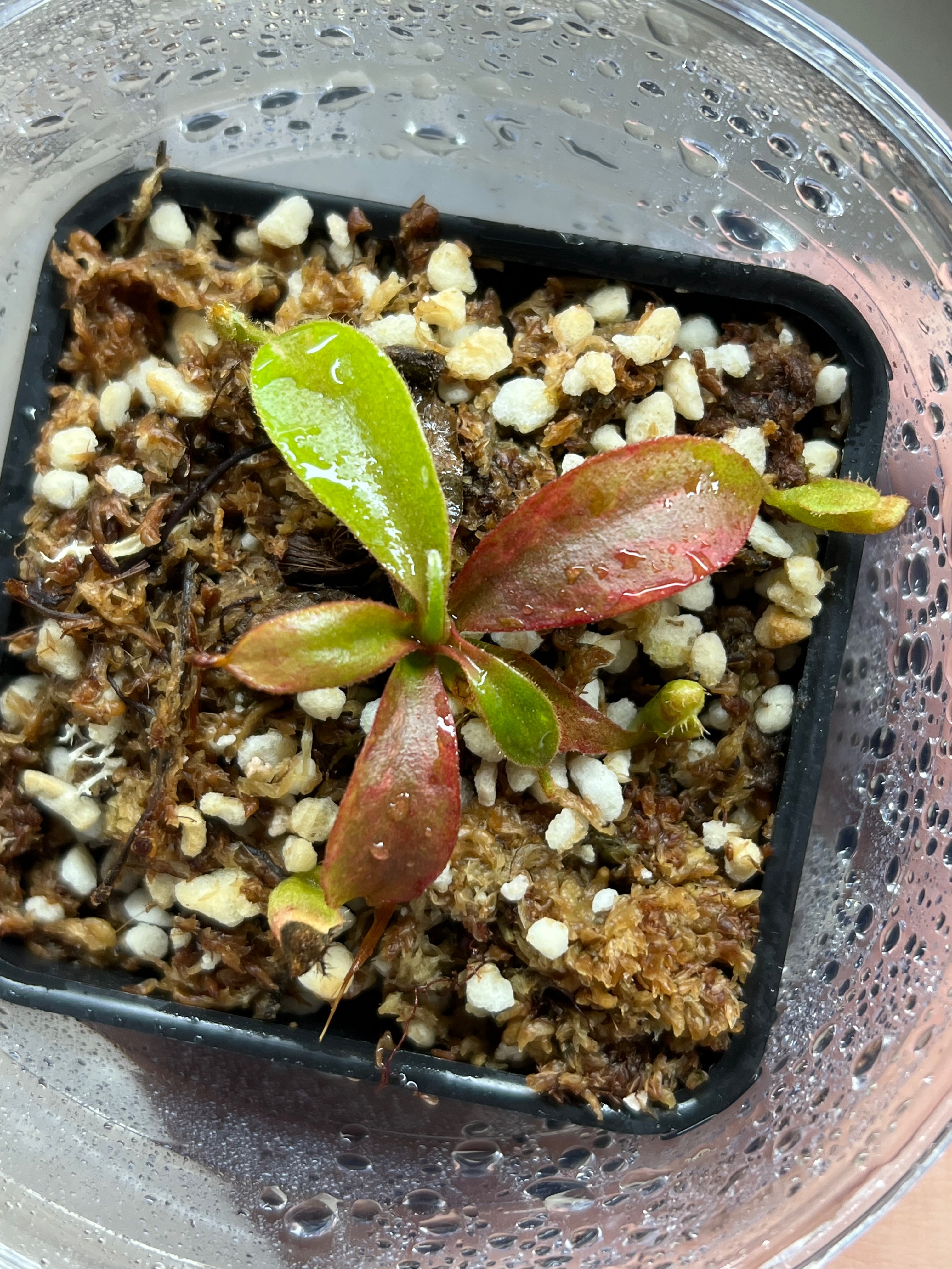 N.（veitchii x Bos） x veitchii Bario 雪花斑