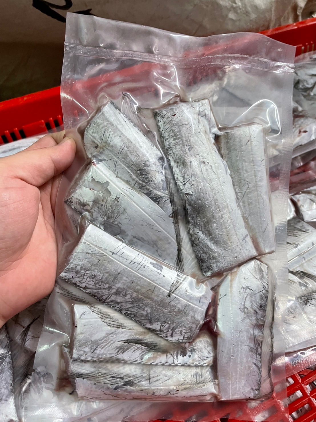 白帶魚