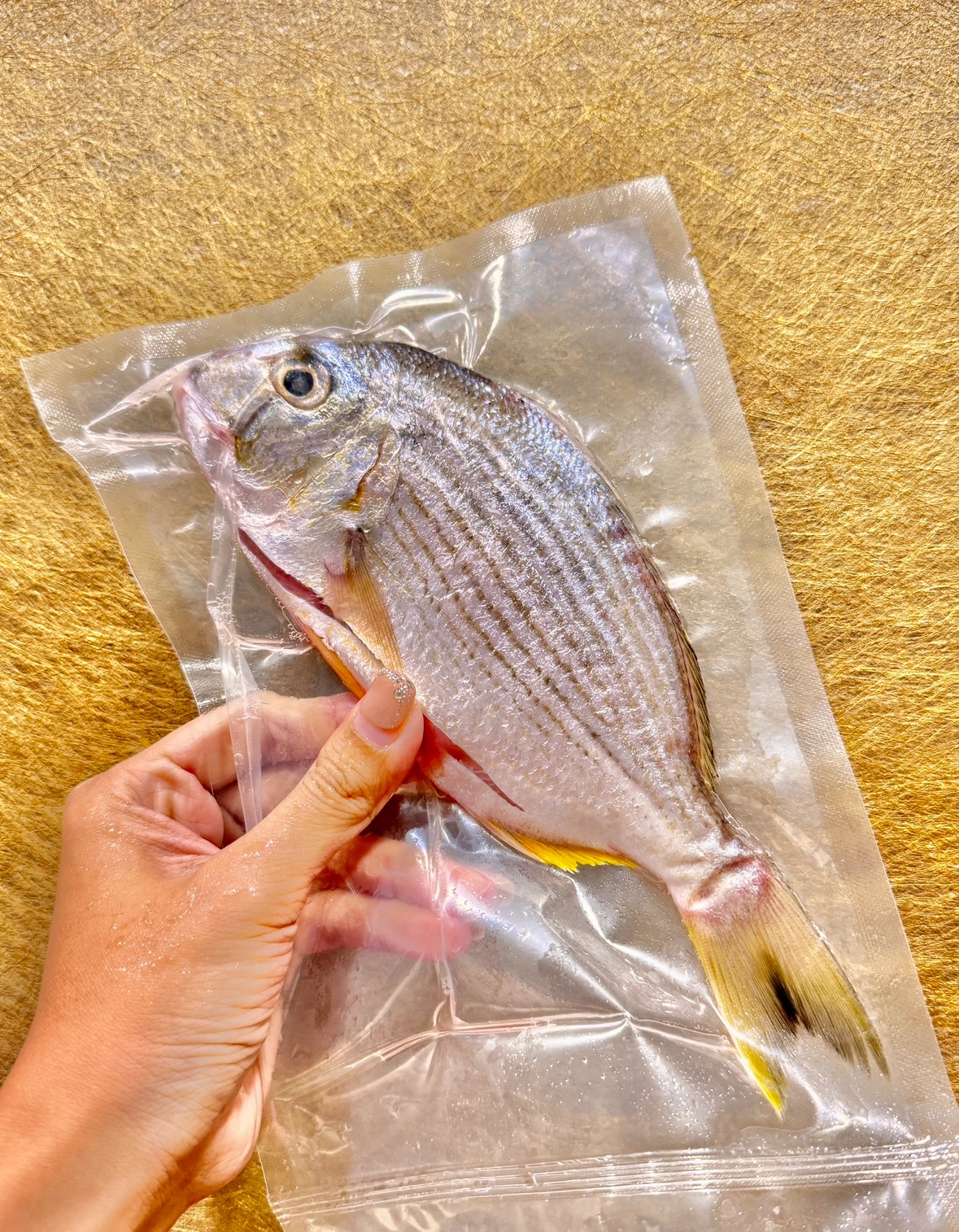 野生邦頭魚