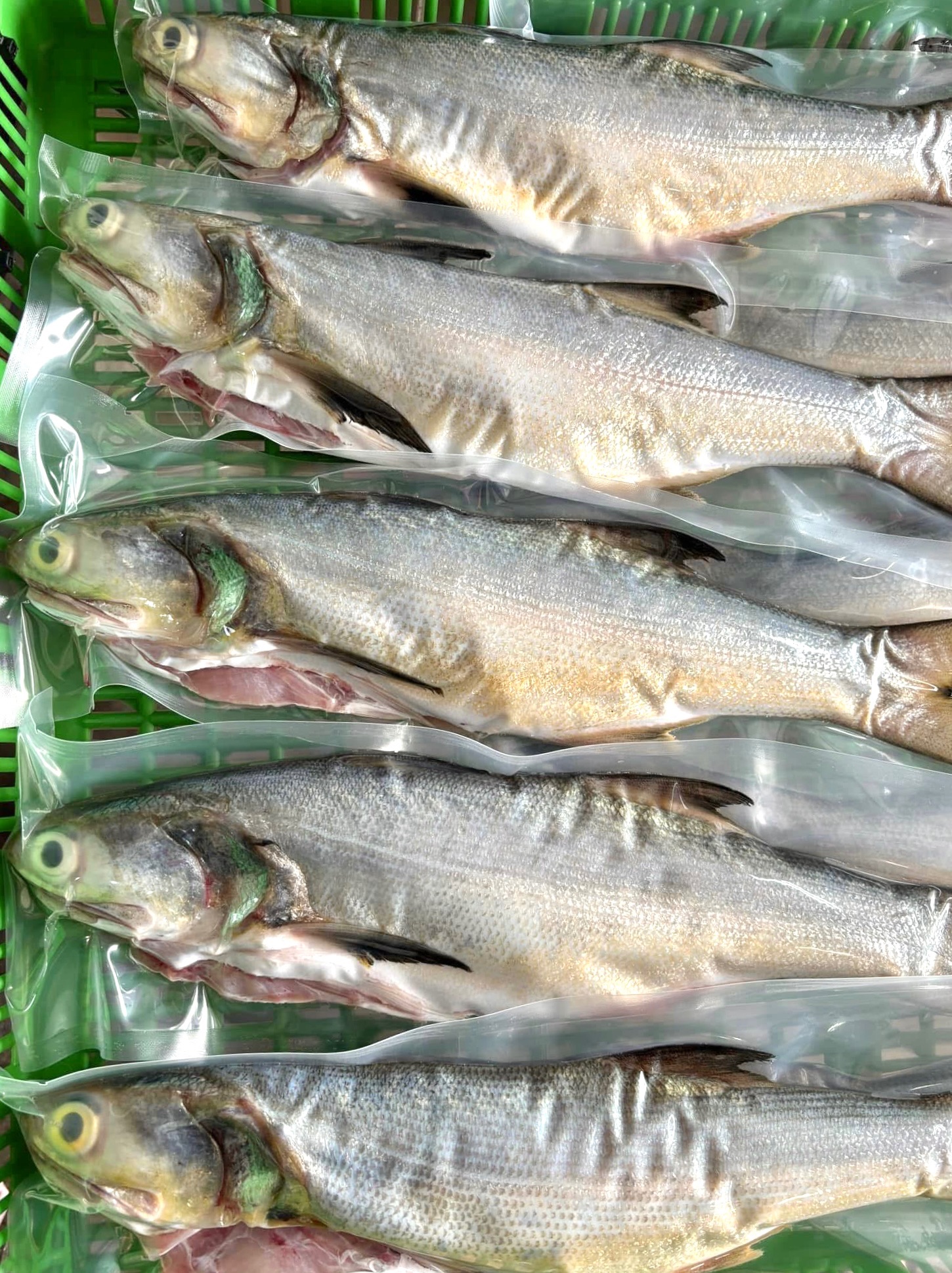 澎湖野生午魚