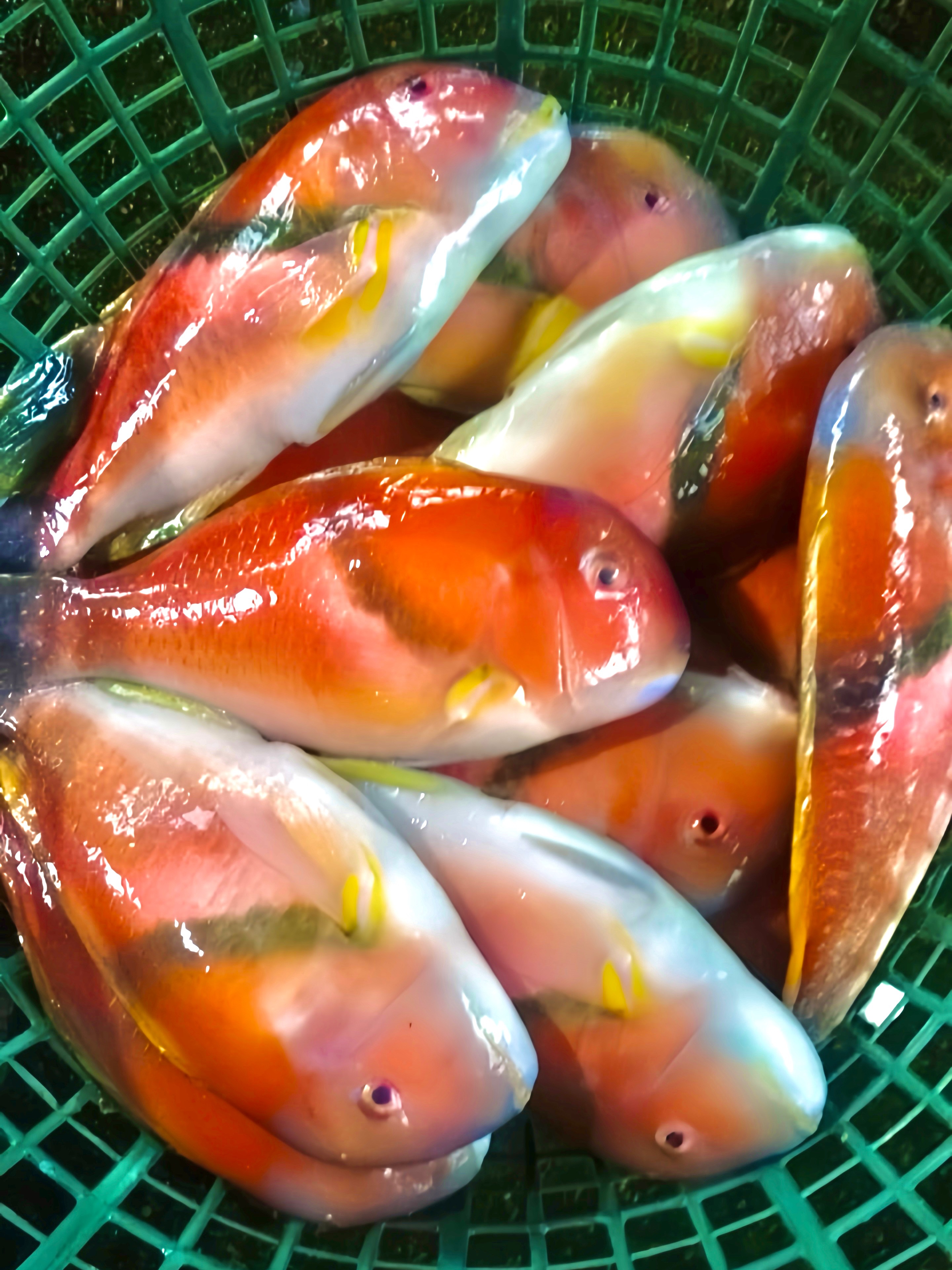 紅石老（寒鯛）