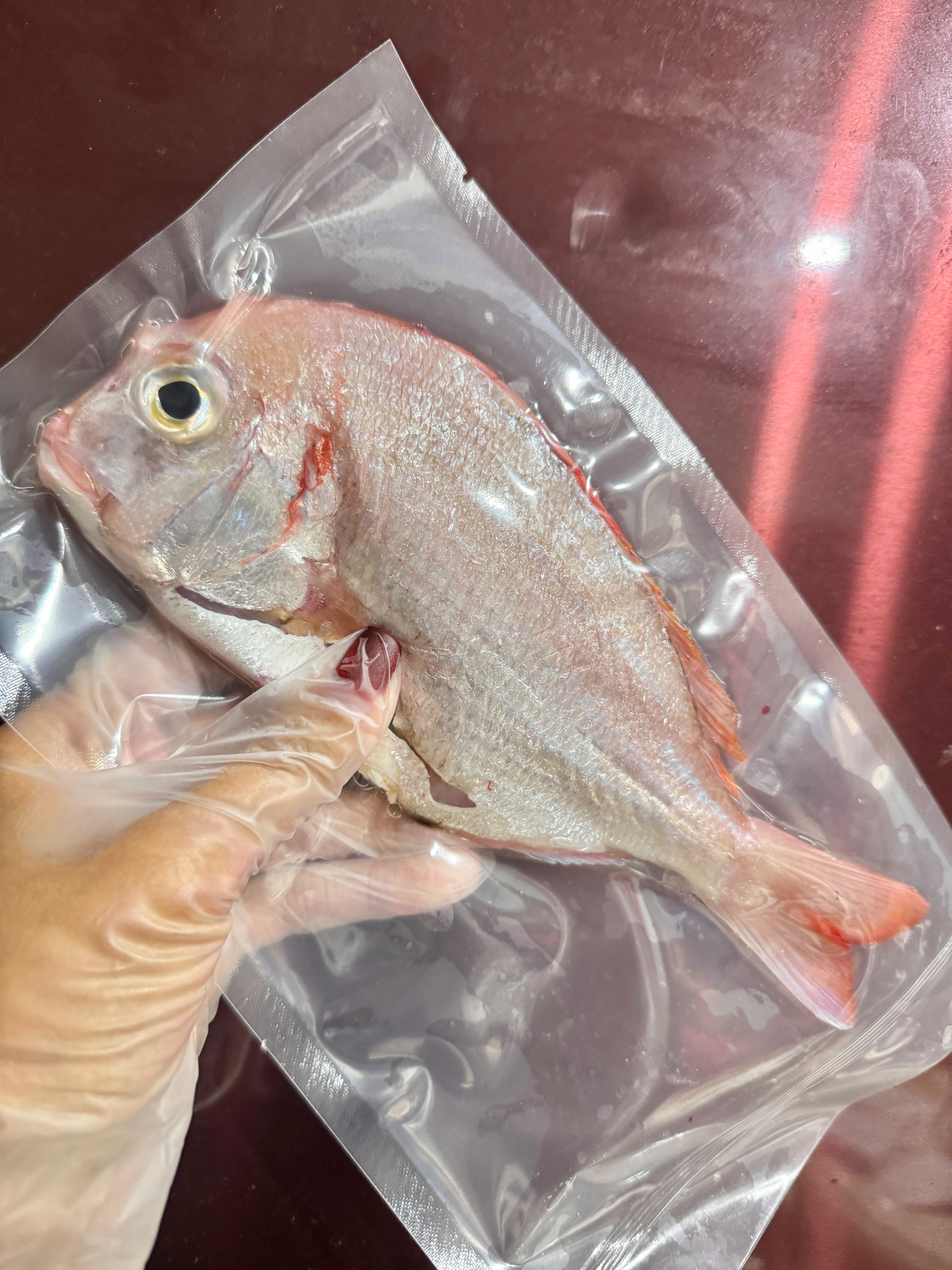 澎湖野生魬鯛（盤仔魚）