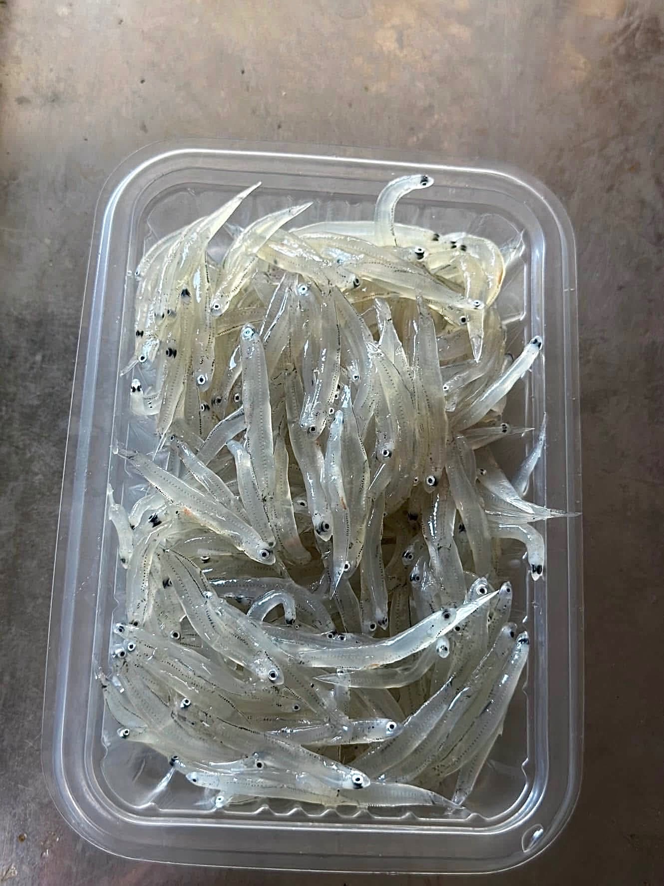鈣質多多生吻仔魚
