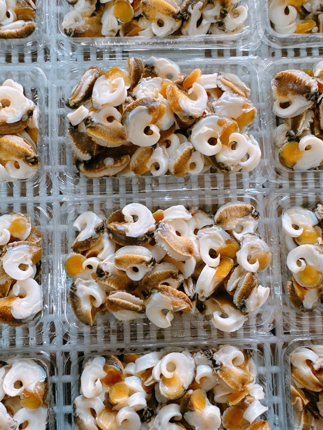 澎湖鐘螺肉（退冰即食）