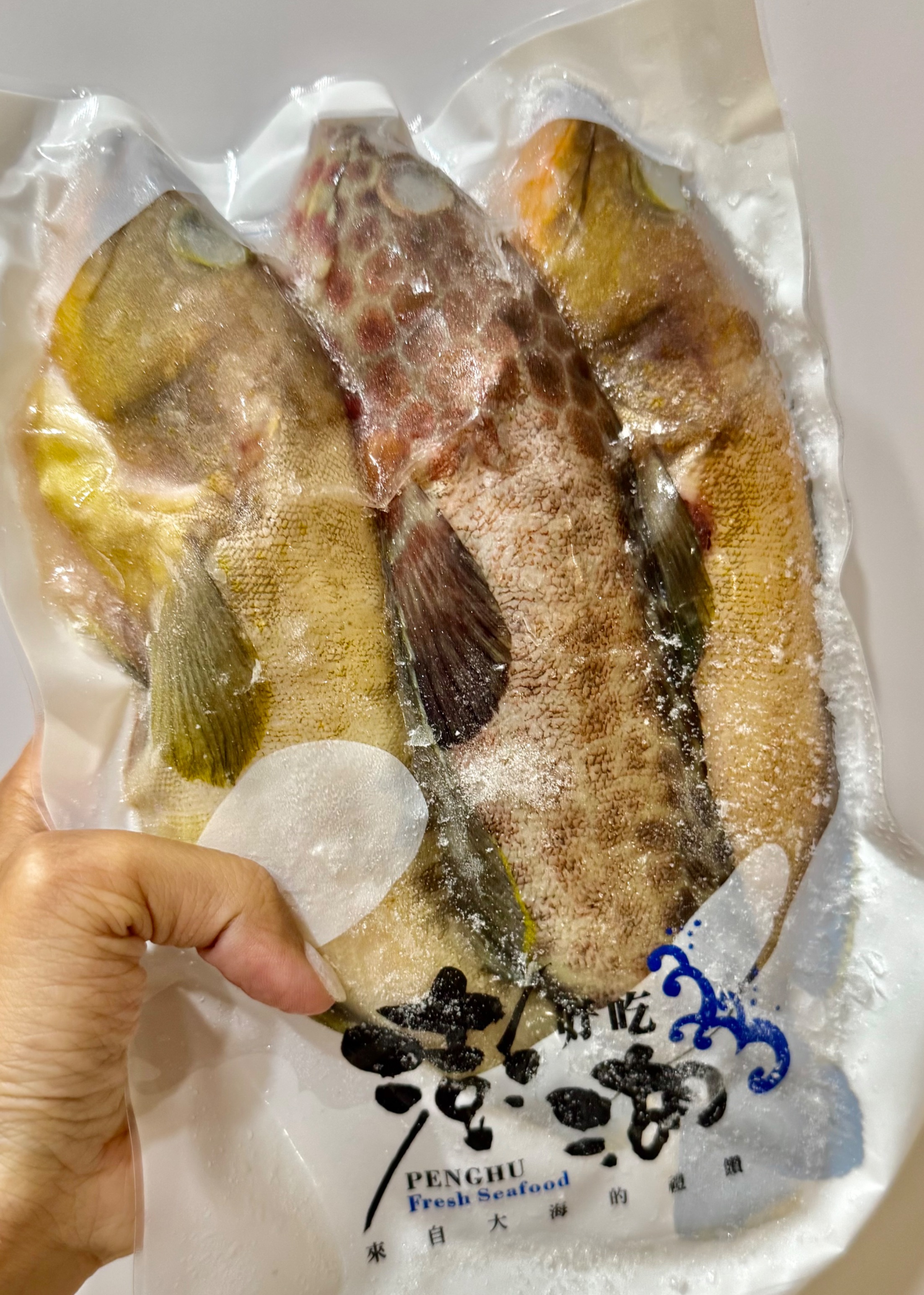 澎湖野生黃石斑