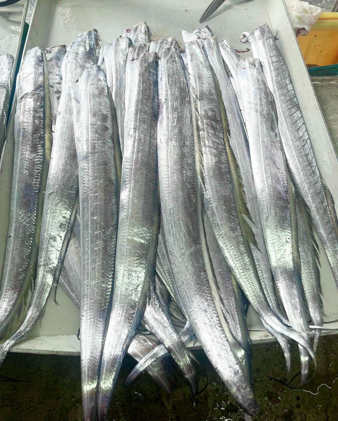 人煎人愛白帶魚