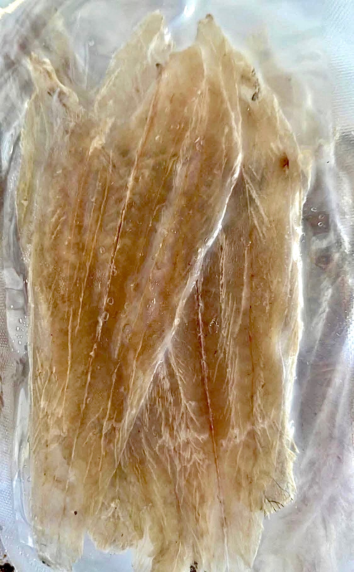 入菜超鮮的扁魚乾