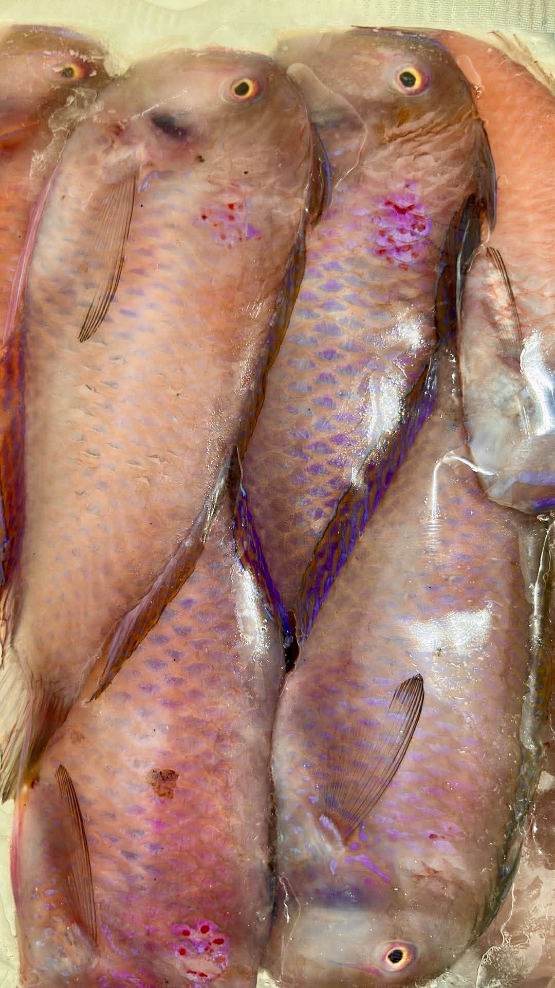 澎湖野生紅新娘