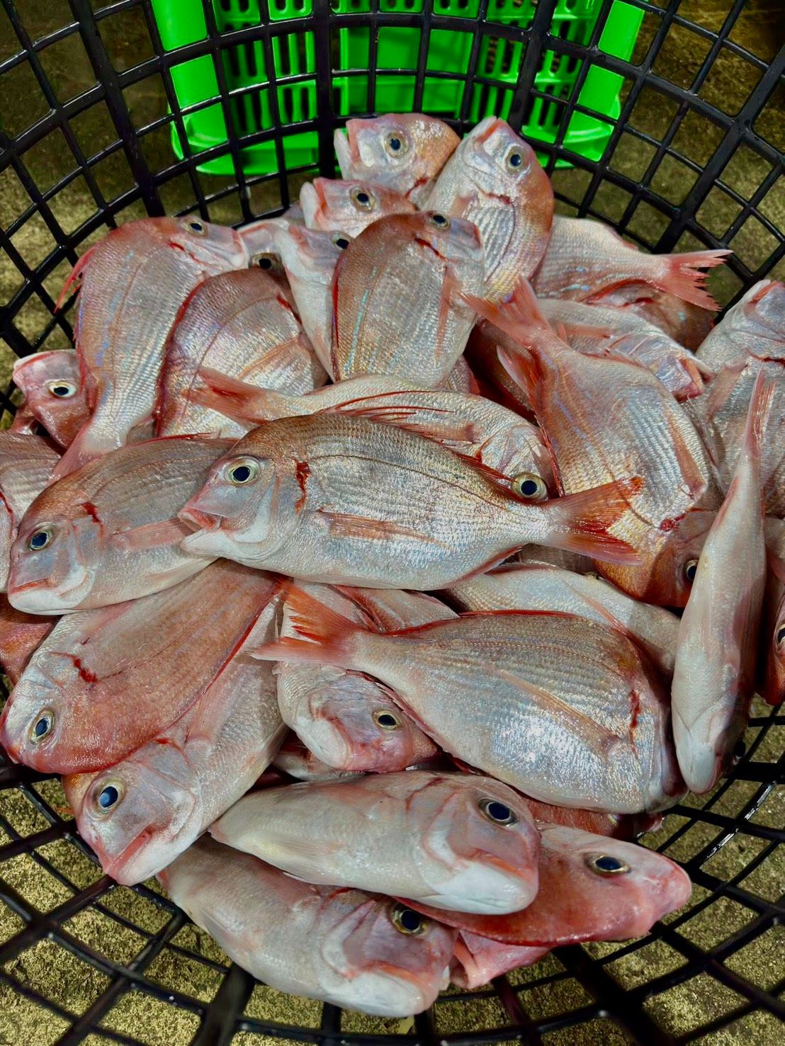 澎湖野生魬鯛（盤仔魚）