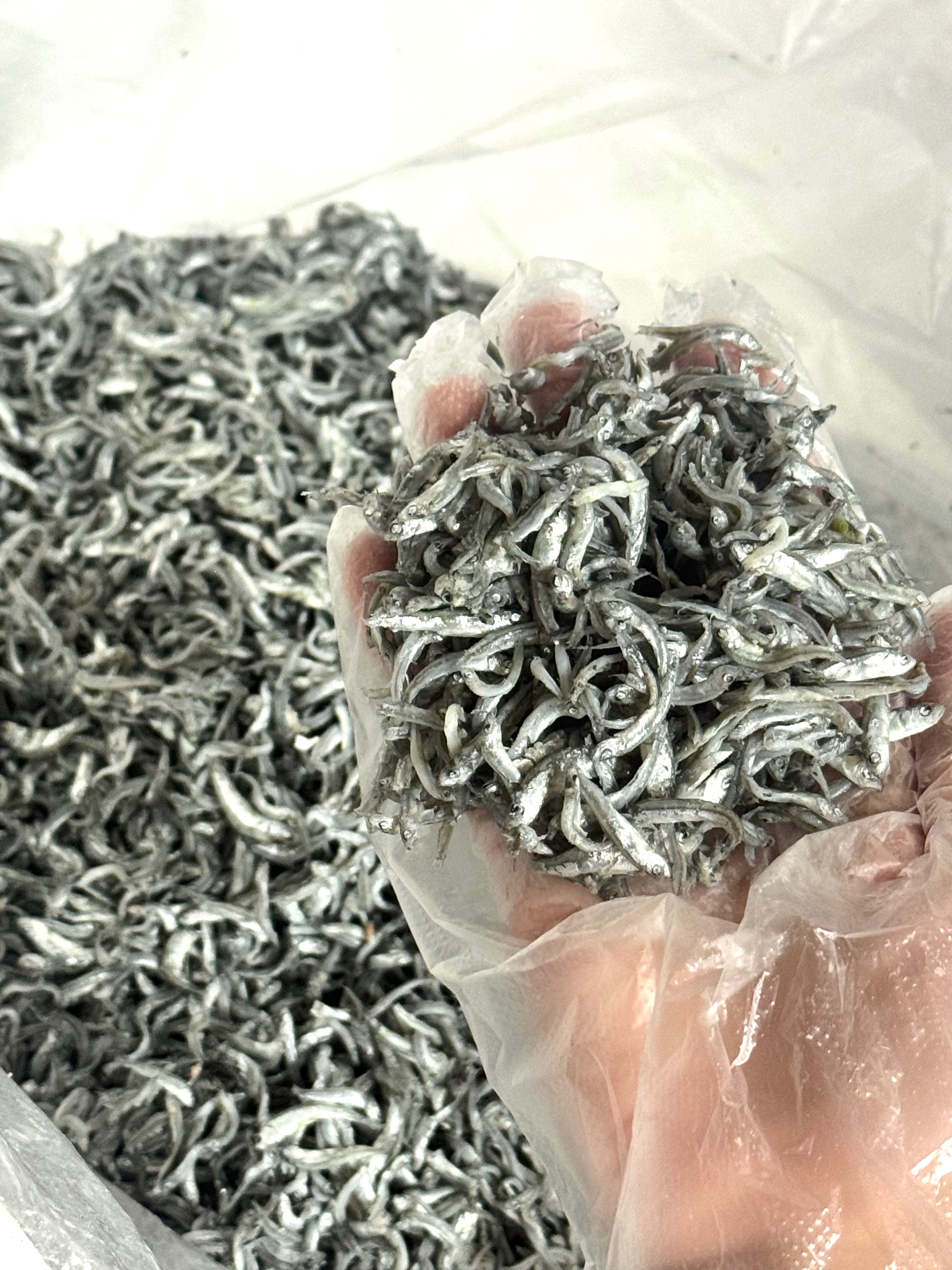 澎湖熟吻仔魚（扁仔）