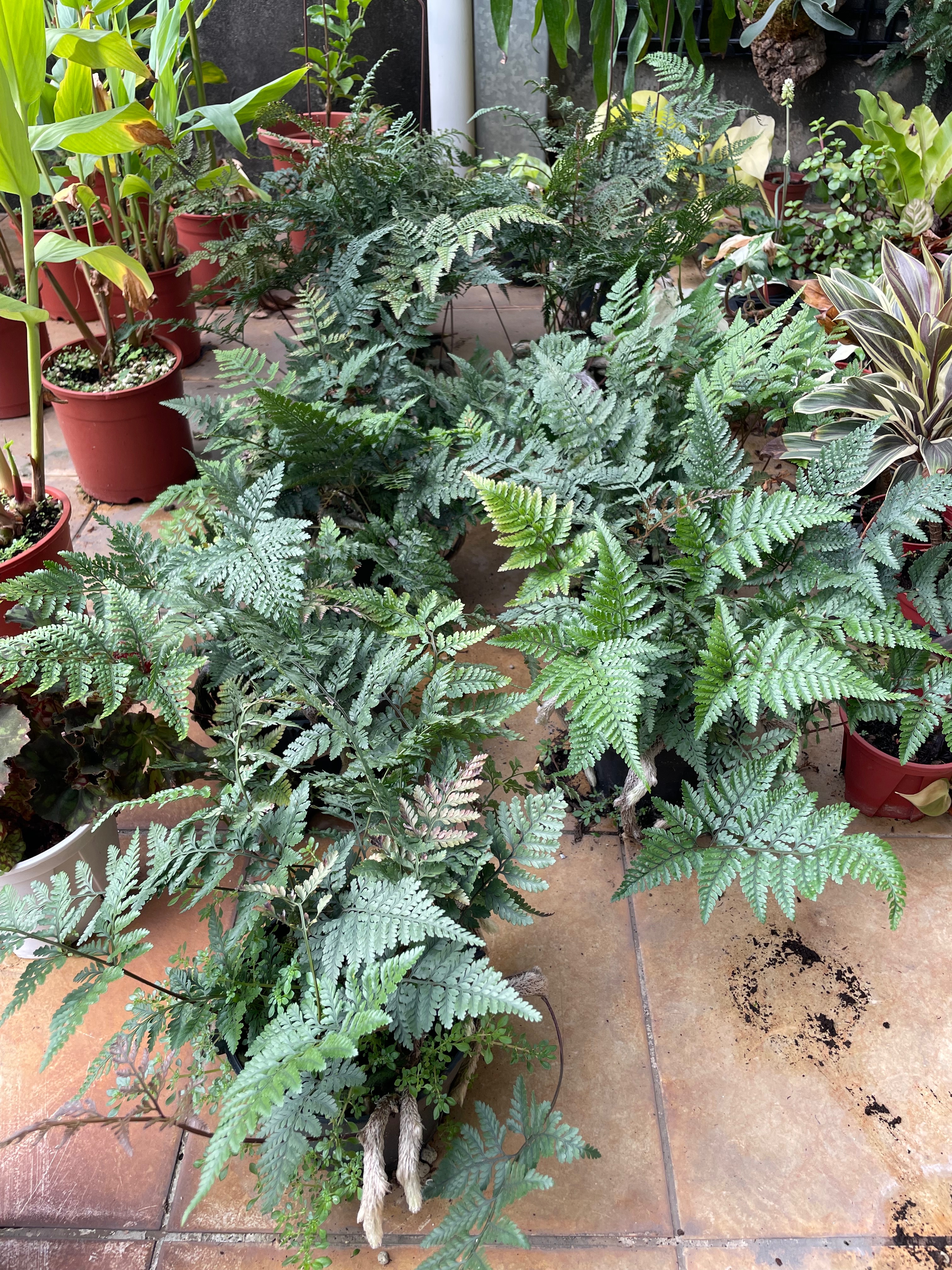 貓貓啃地 兔腳蕨 4吋蘭花盆