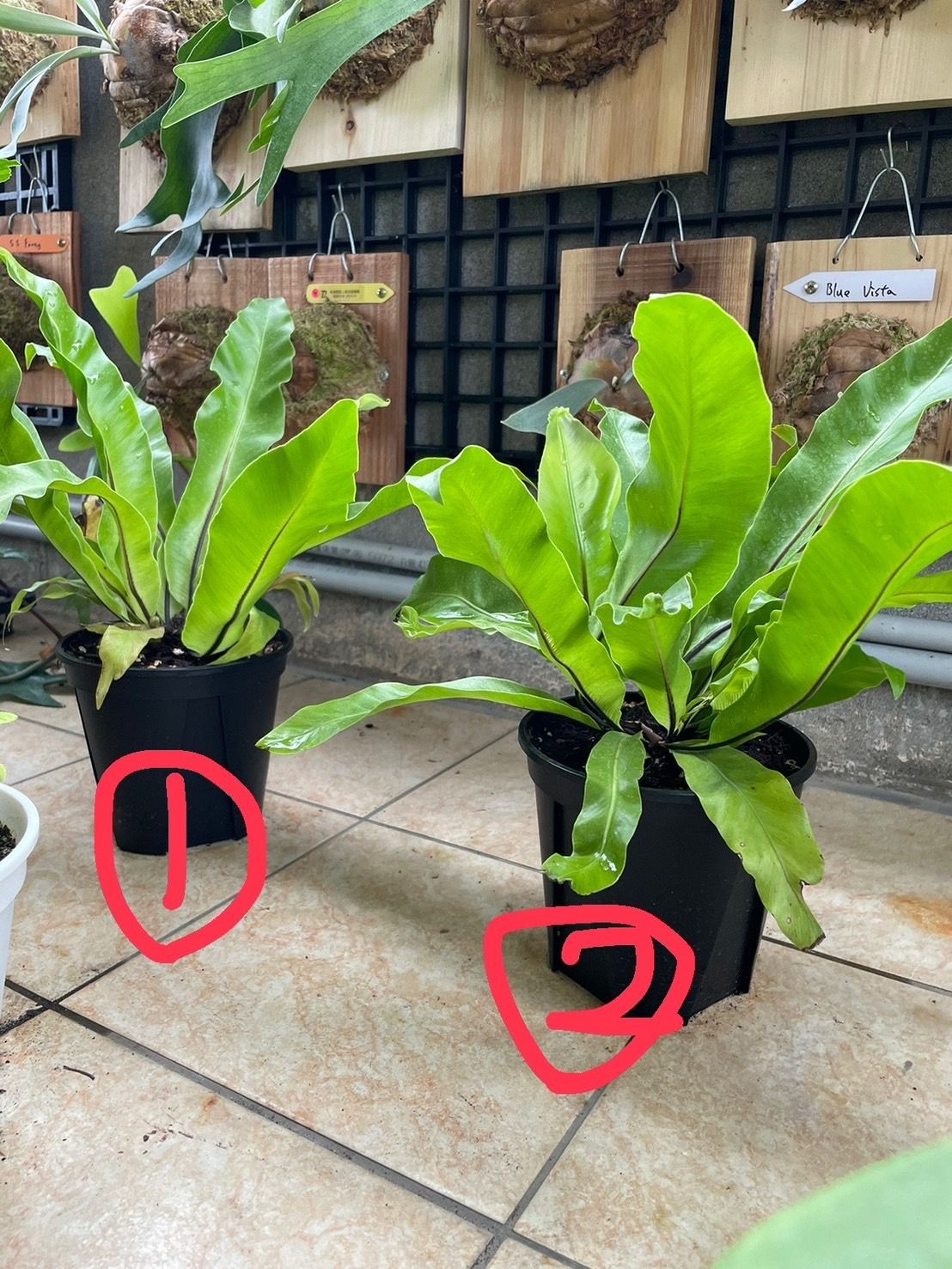 貓貓啃地 精選植栽 大株山蘇