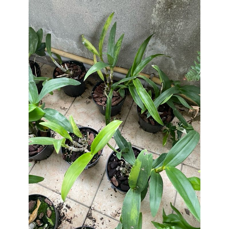 貓貓啃地 精選植栽 春石斛蘭盲盒