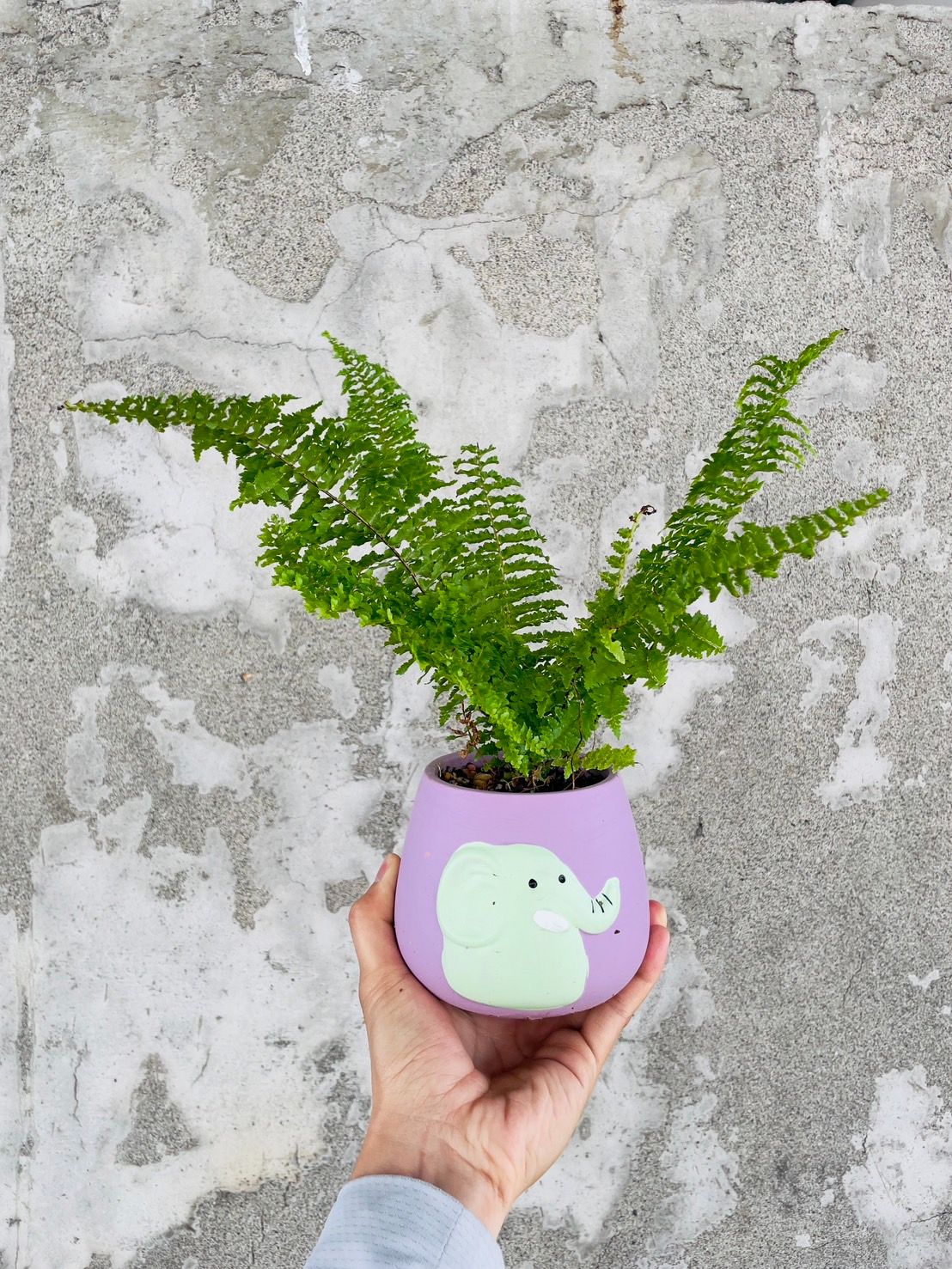 貓貓啃地 精選植栽 蕨類組合盆栽 室內植物