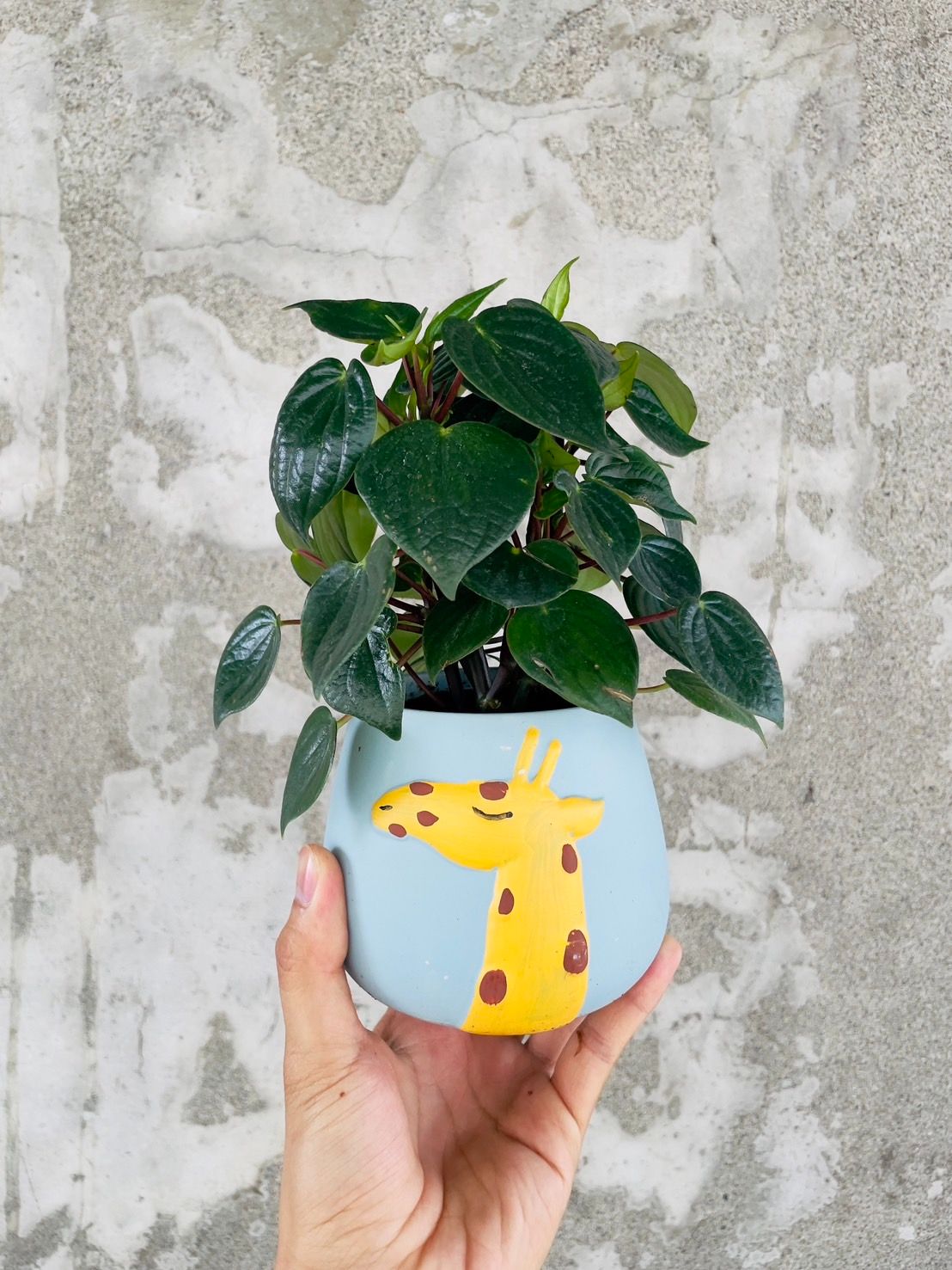 貓貓啃地 精選植栽 密葉椒草盆栽組 室內植物 可愛植物