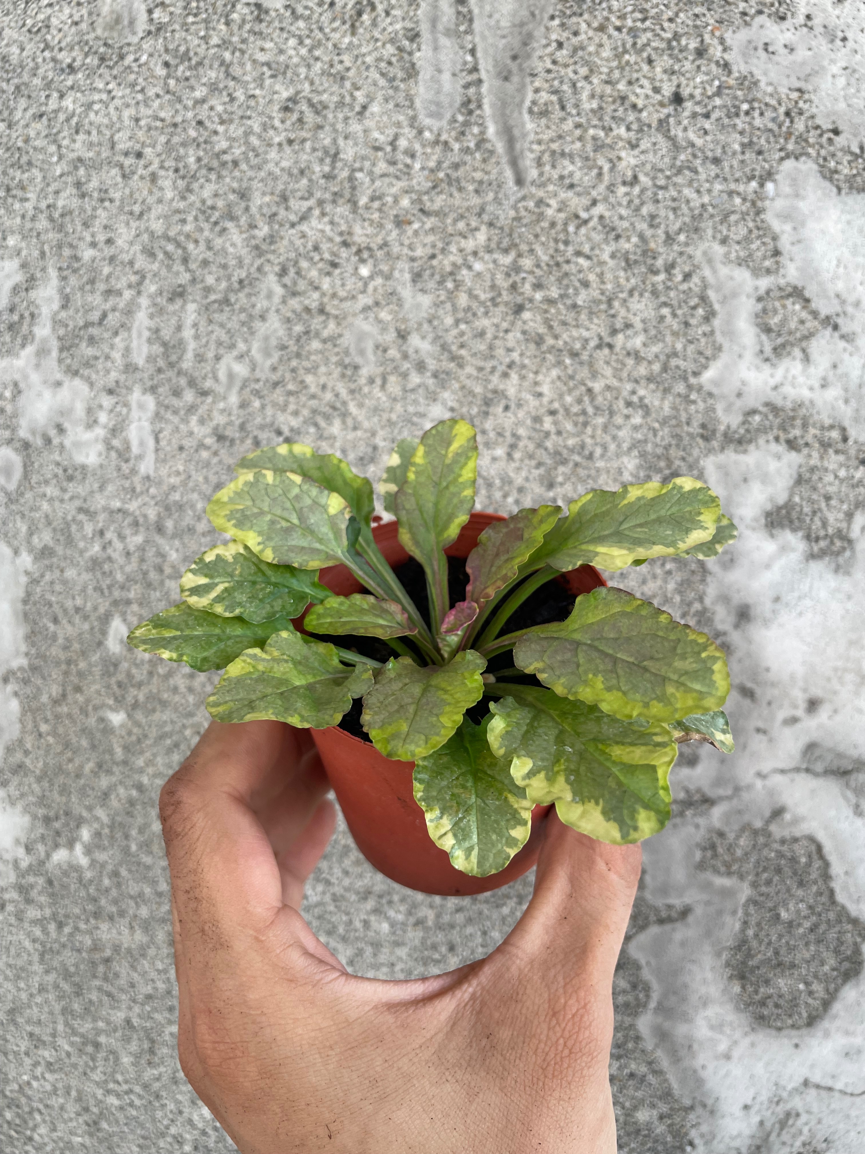 貓貓啃地 精選植栽 紫唇花