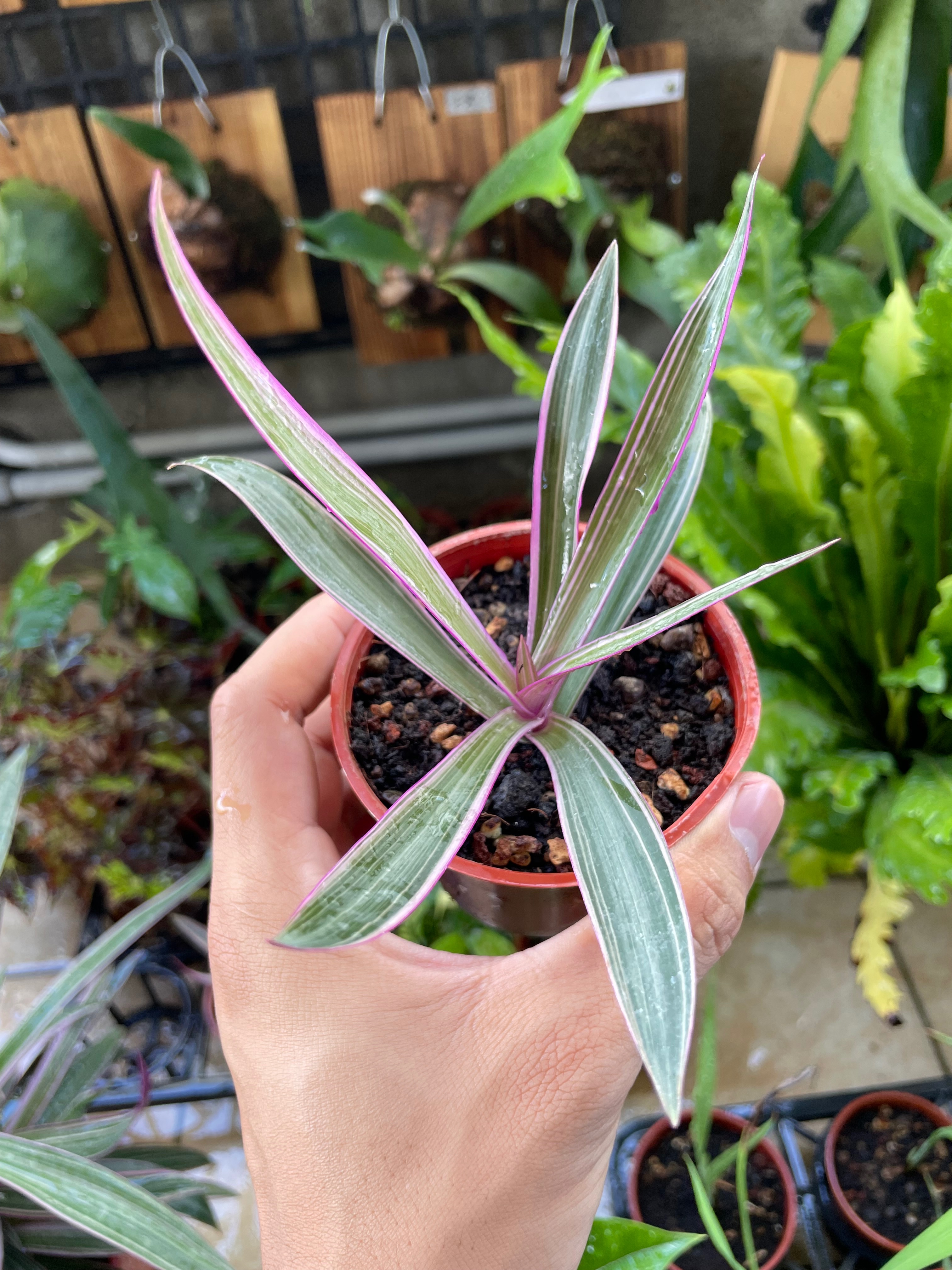 貓貓啃地 精選植栽 蚌蘭