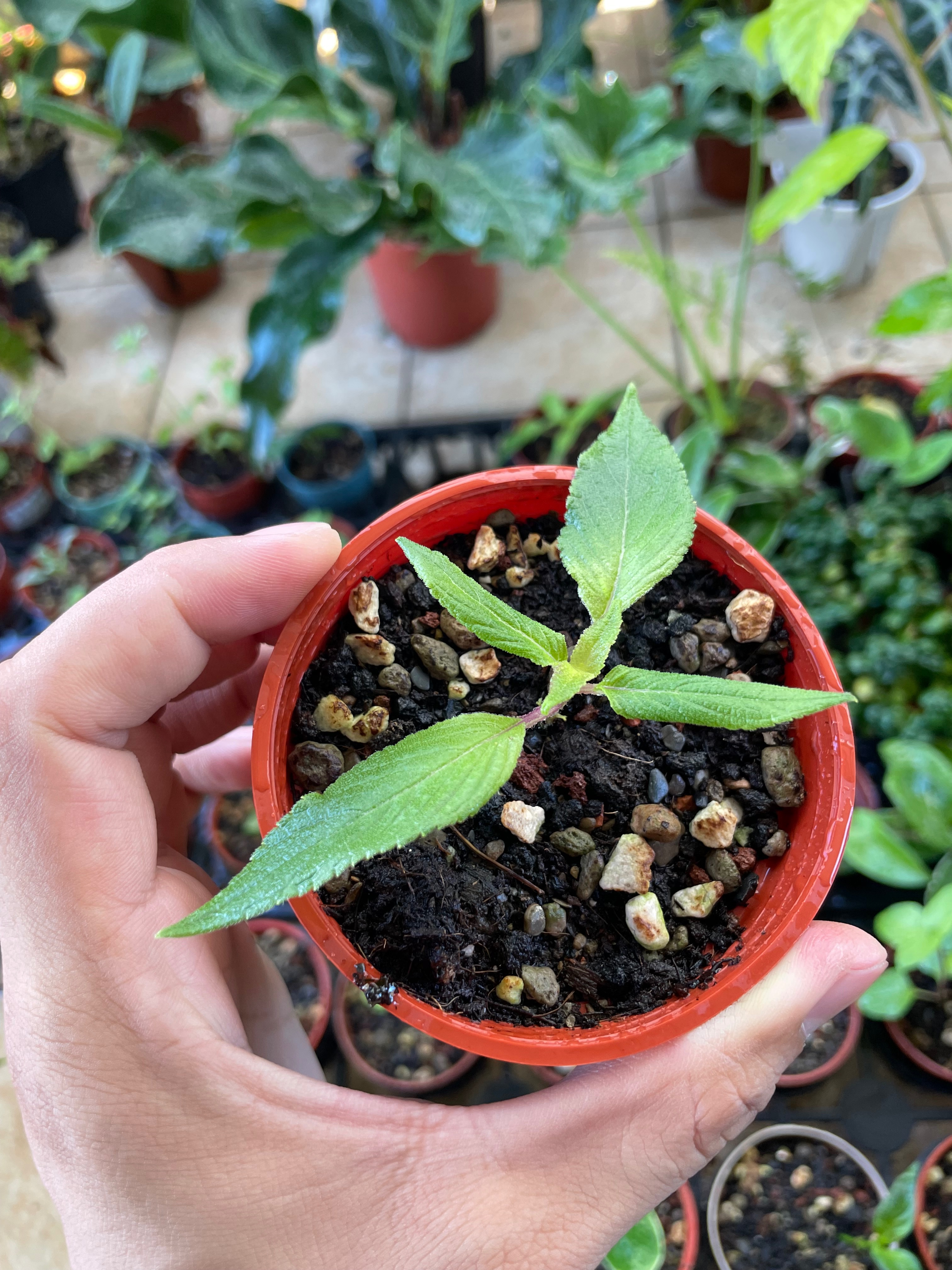 貓貓啃地 精選植栽 鳳梨鼠尾草