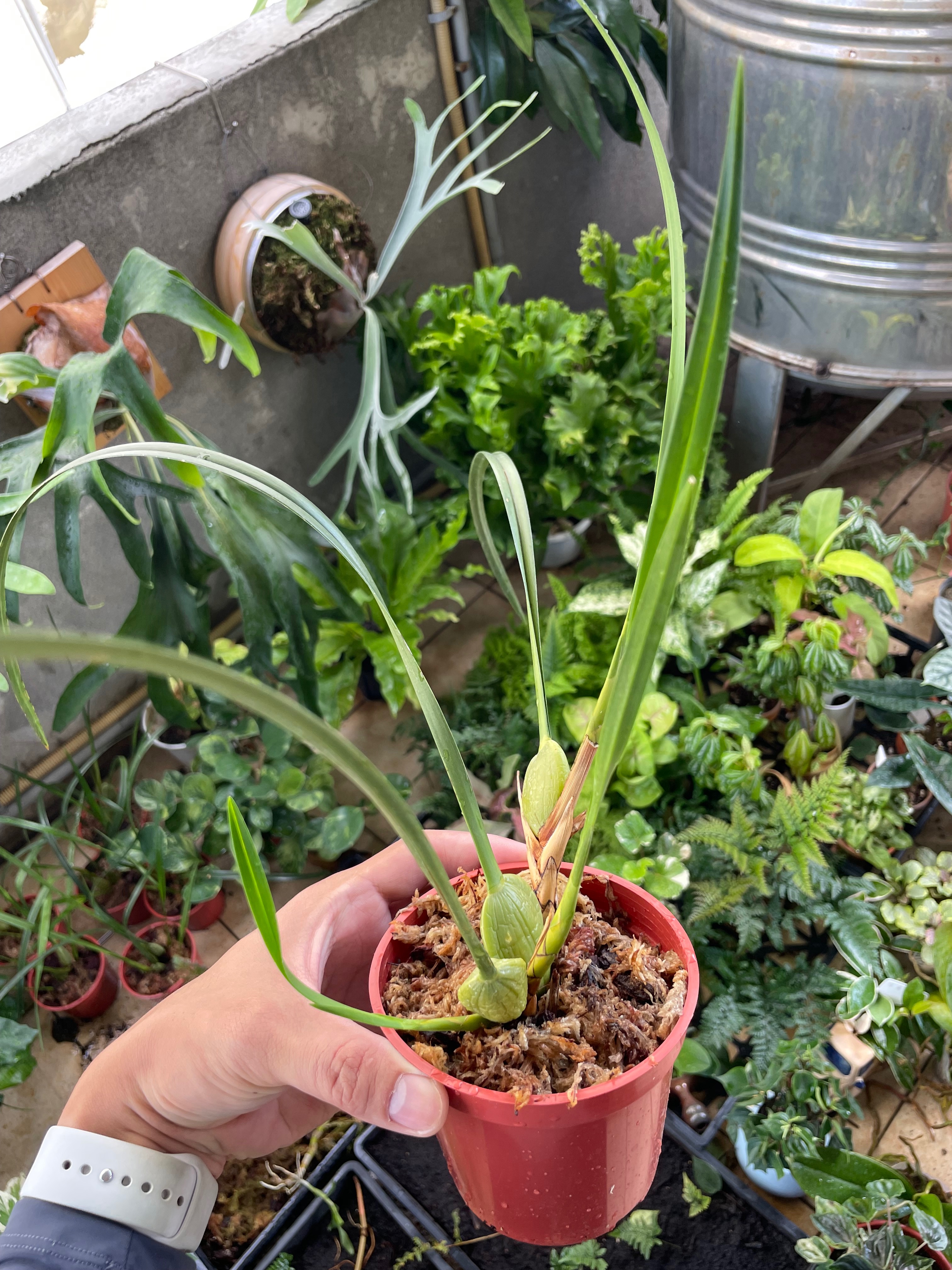 貓貓啃地 精選植栽 腋唇蘭