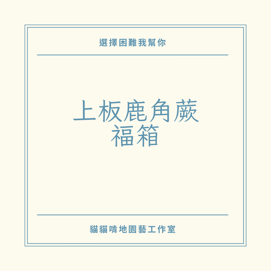 貓貓啃地 鹿角蕨福箱