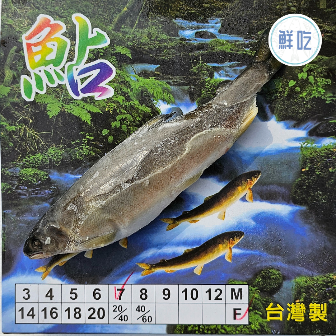 爆蛋香魚（保證母有蛋）7隻裝一盒