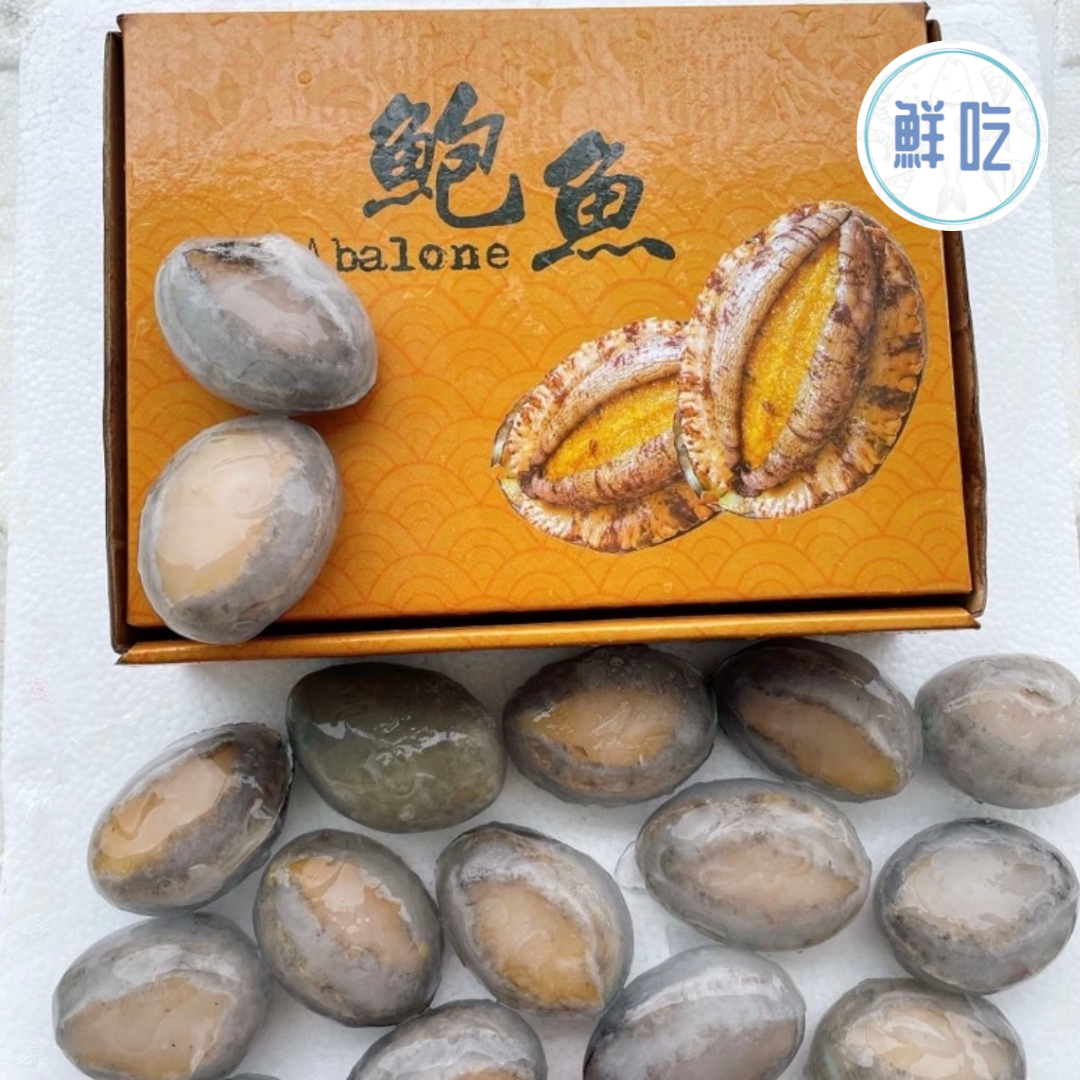 鮑魚（大） 帶殼鮑魚 九孔鮑魚 過年必備 12顆/包