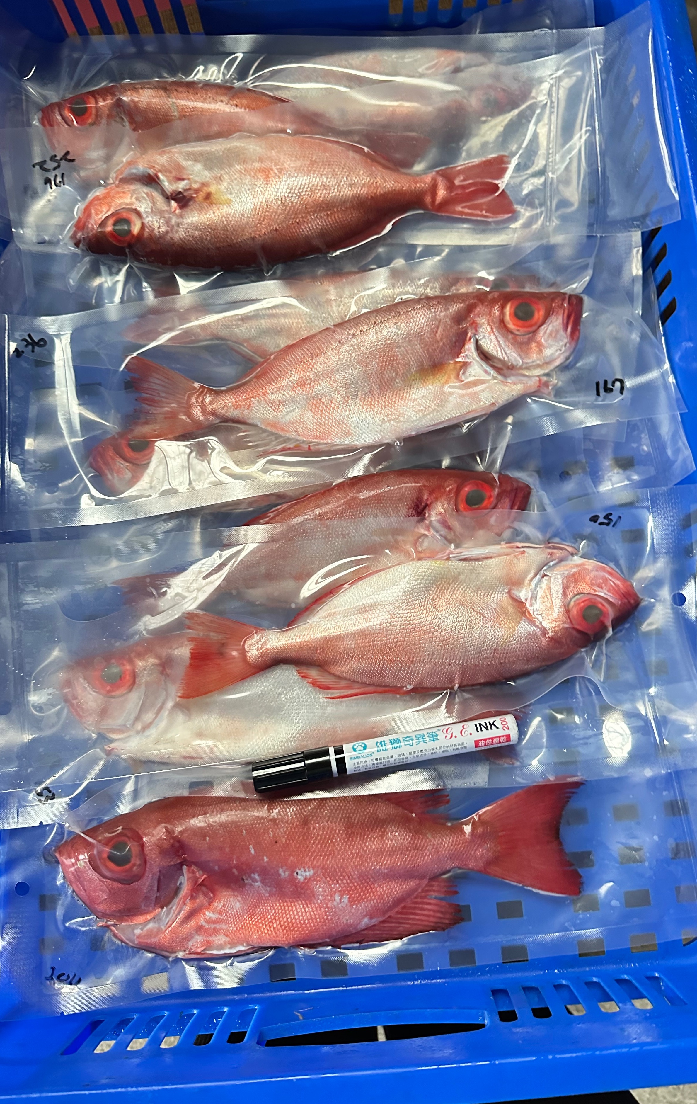 海釣系列_紅目鰱/紅雞母/黃足笛鯛/秋姑